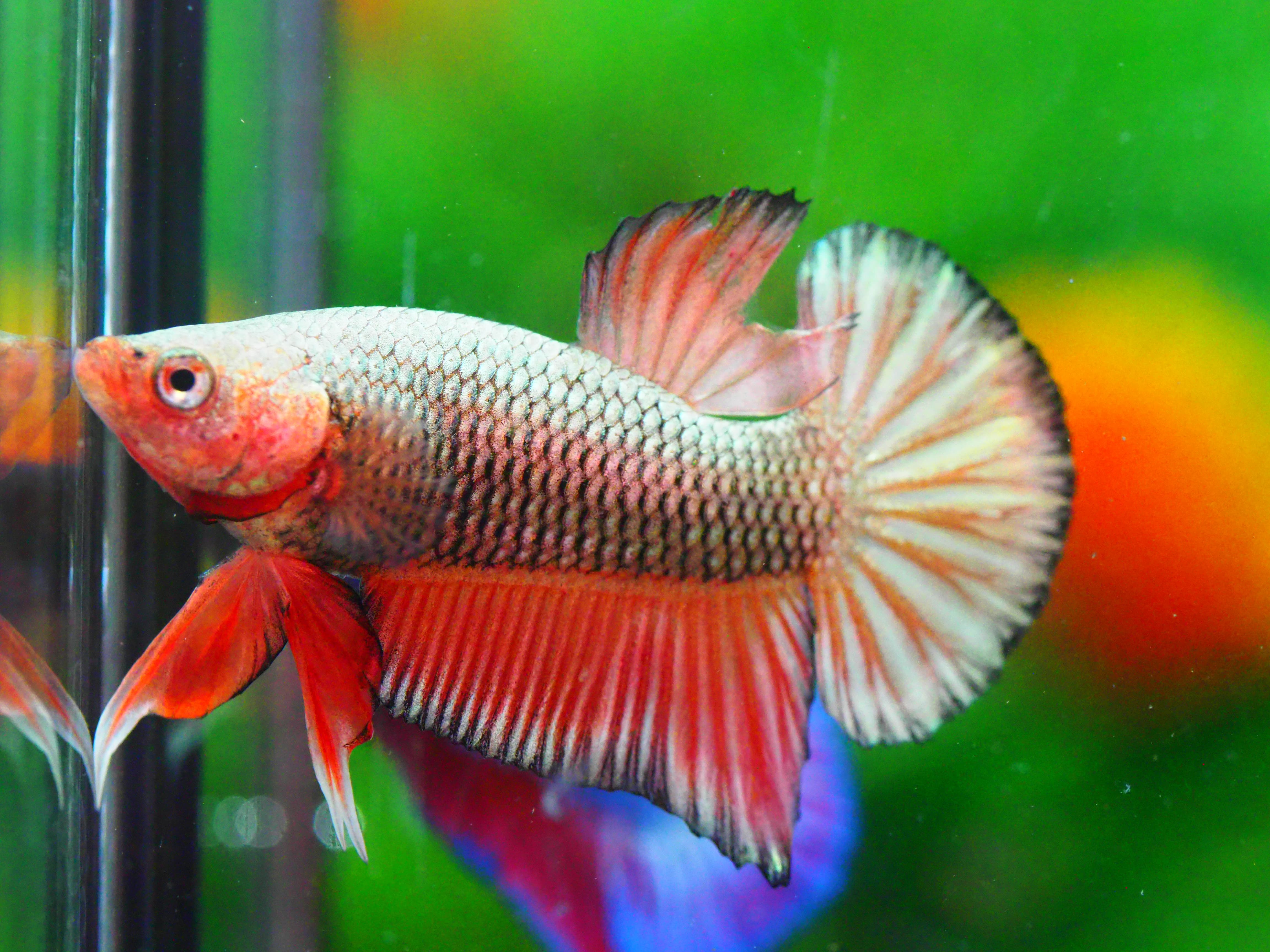 HMPK FANCY MALE GRADE A +++