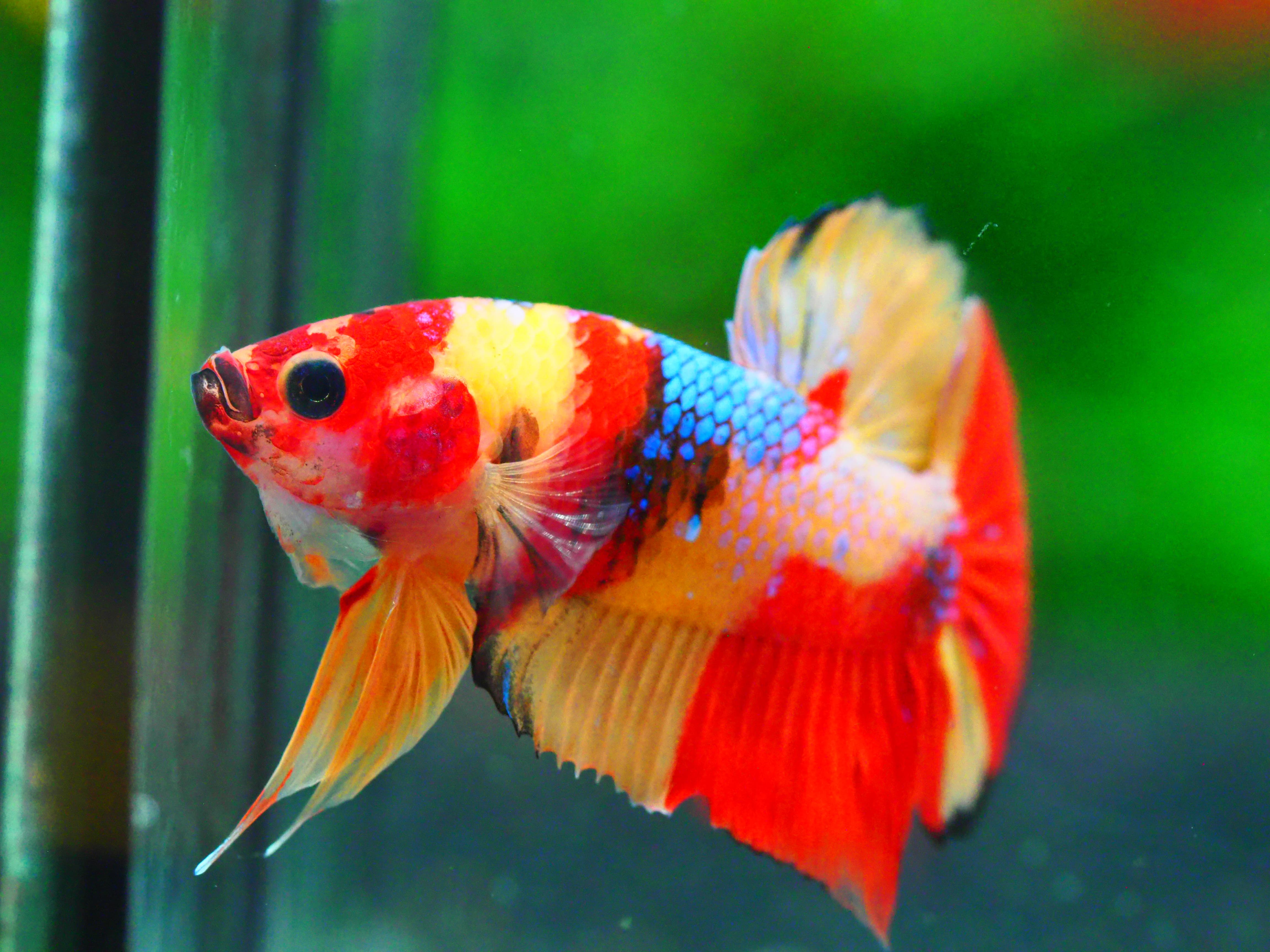 HMPK NEMO MALE GRADE A +++