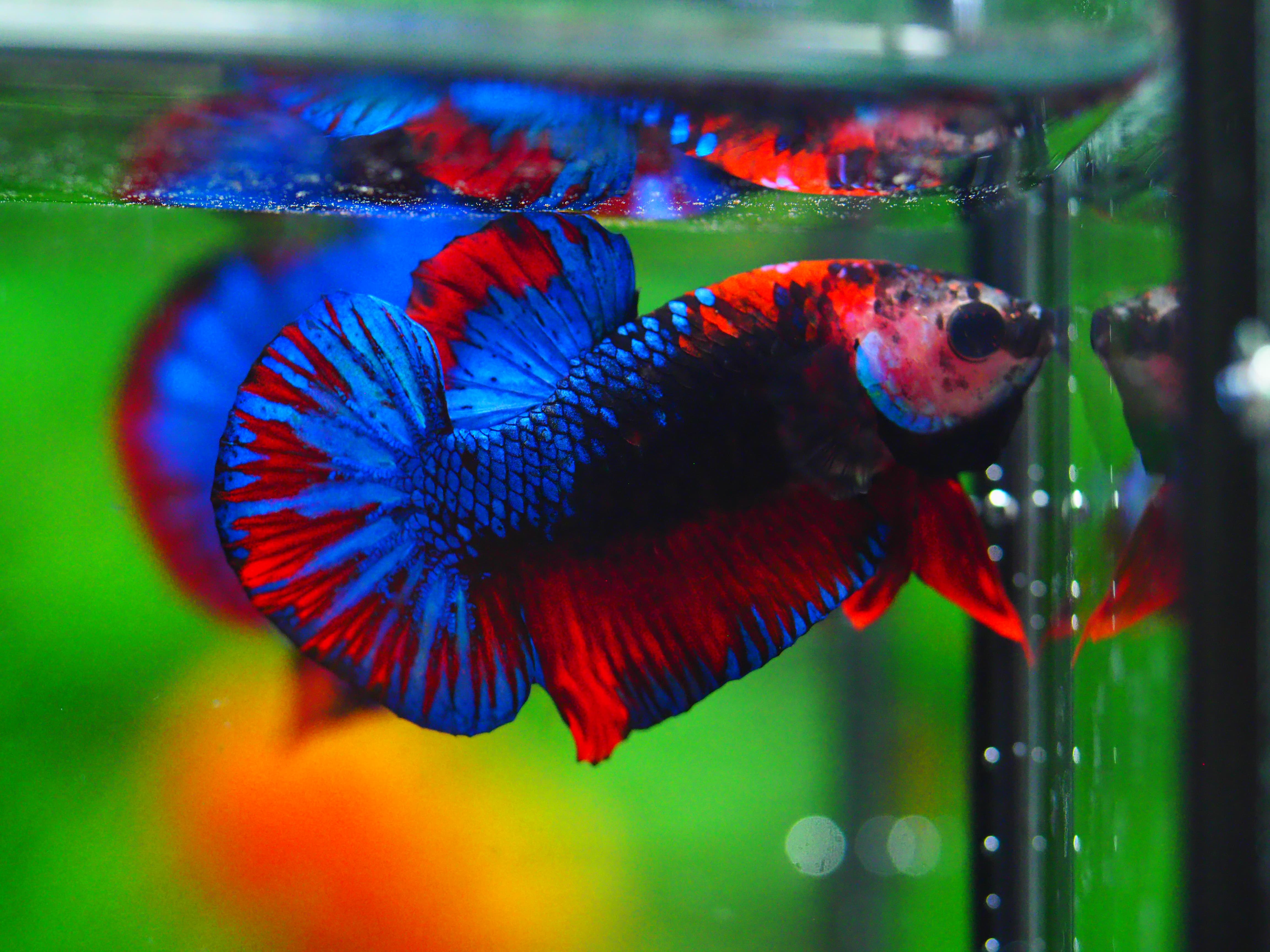 HMPK KOI GALAXY MALE GRADE A +++