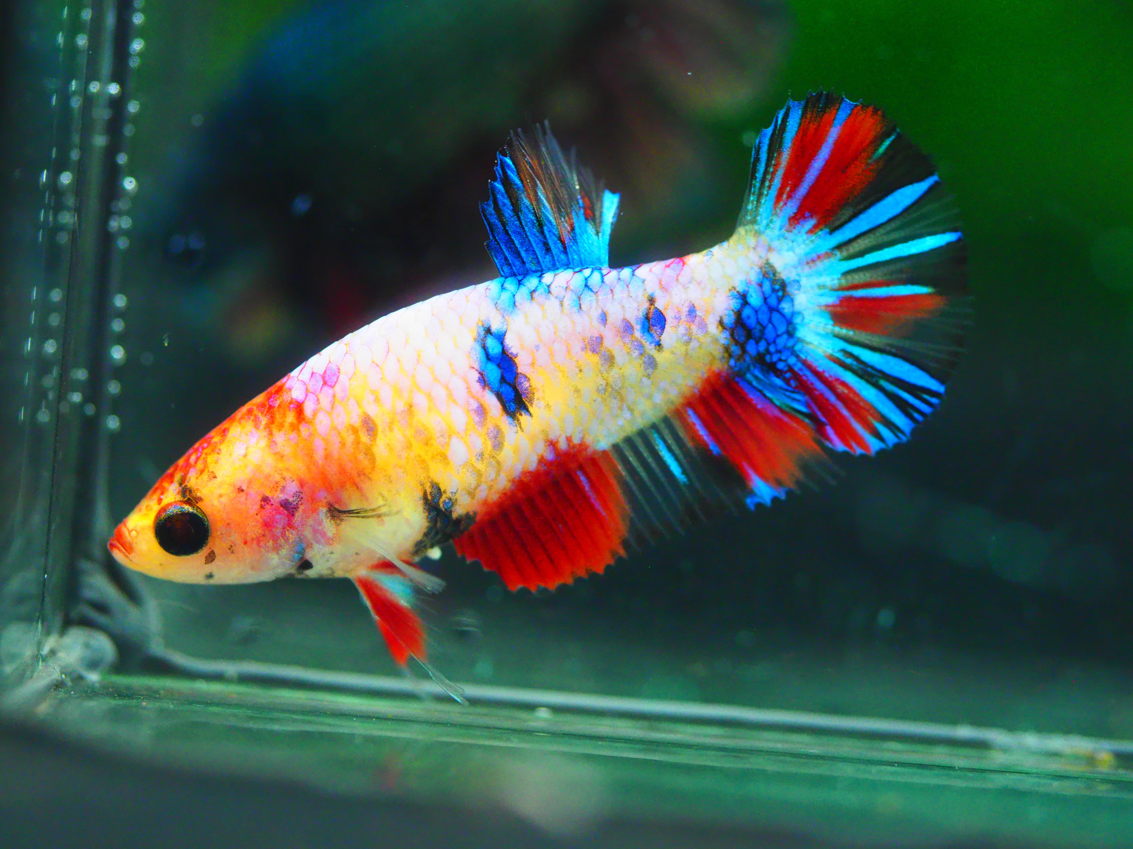 HMPK NEMO GALAXY FNMALE GRADE A +++