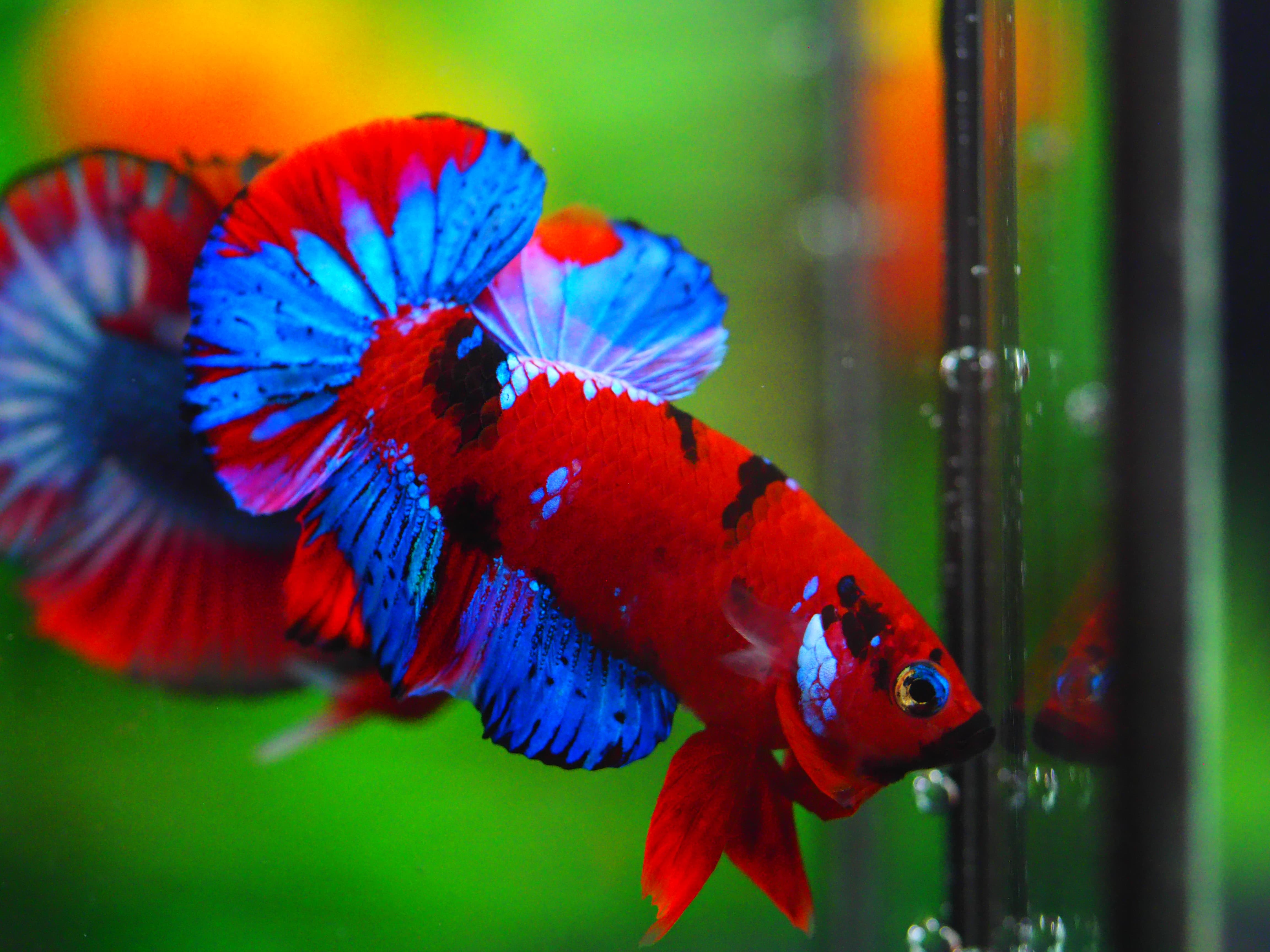 HMPK RED GALAXY MALE GRADE A +++