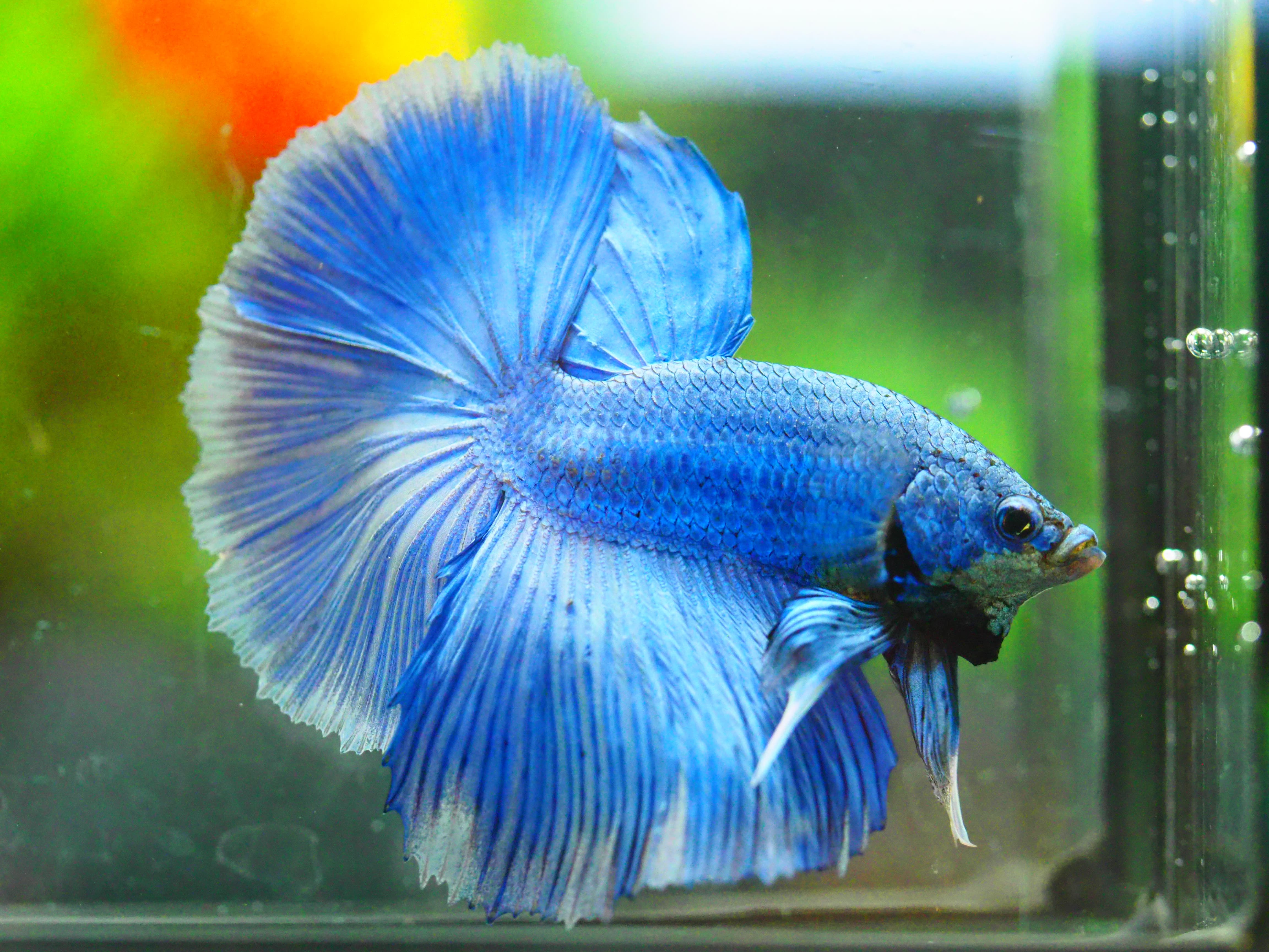 HM FANCY MALE GRADE A +++