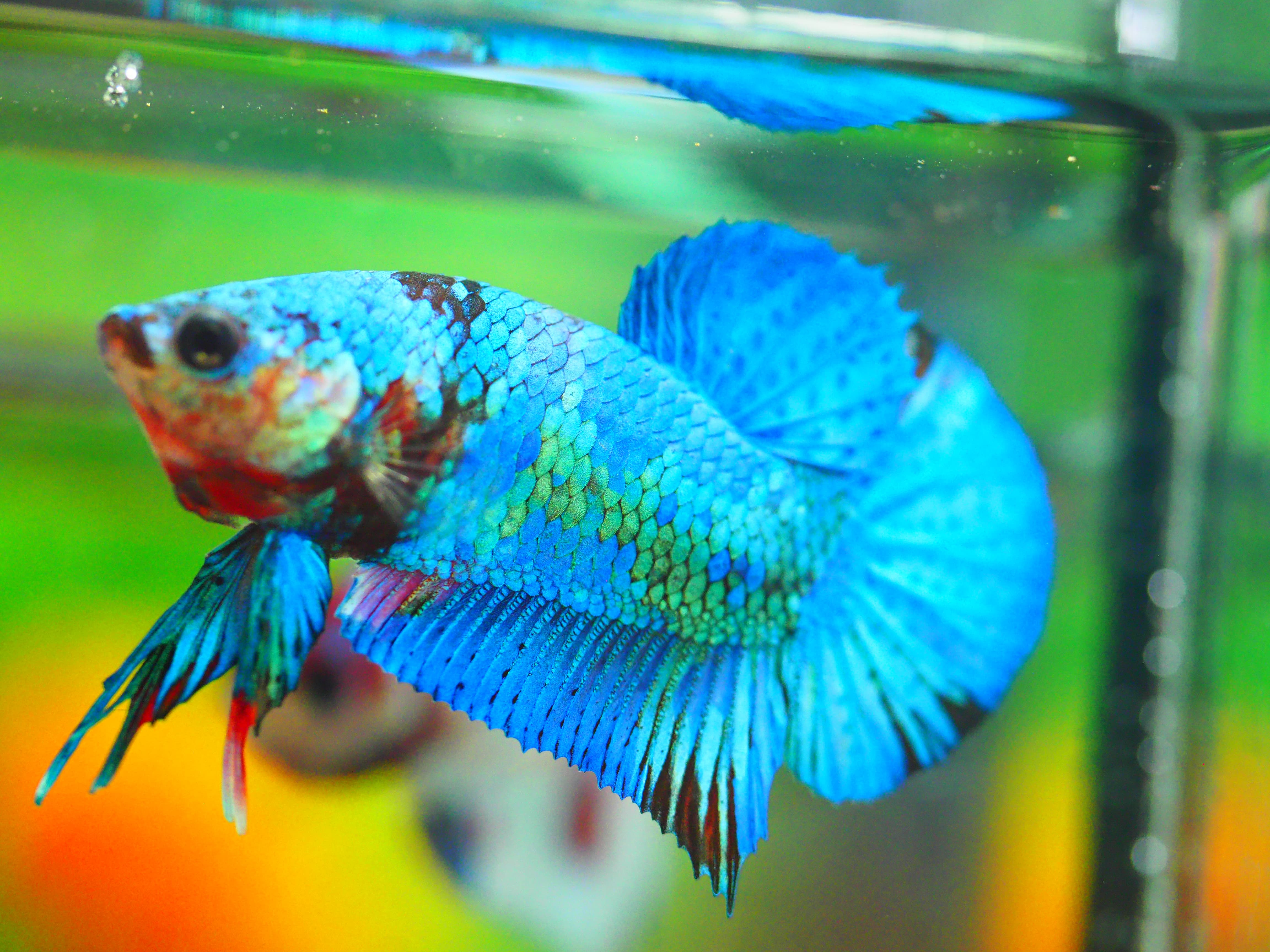 HMPK KOI FANCY MALE GRADE A +++