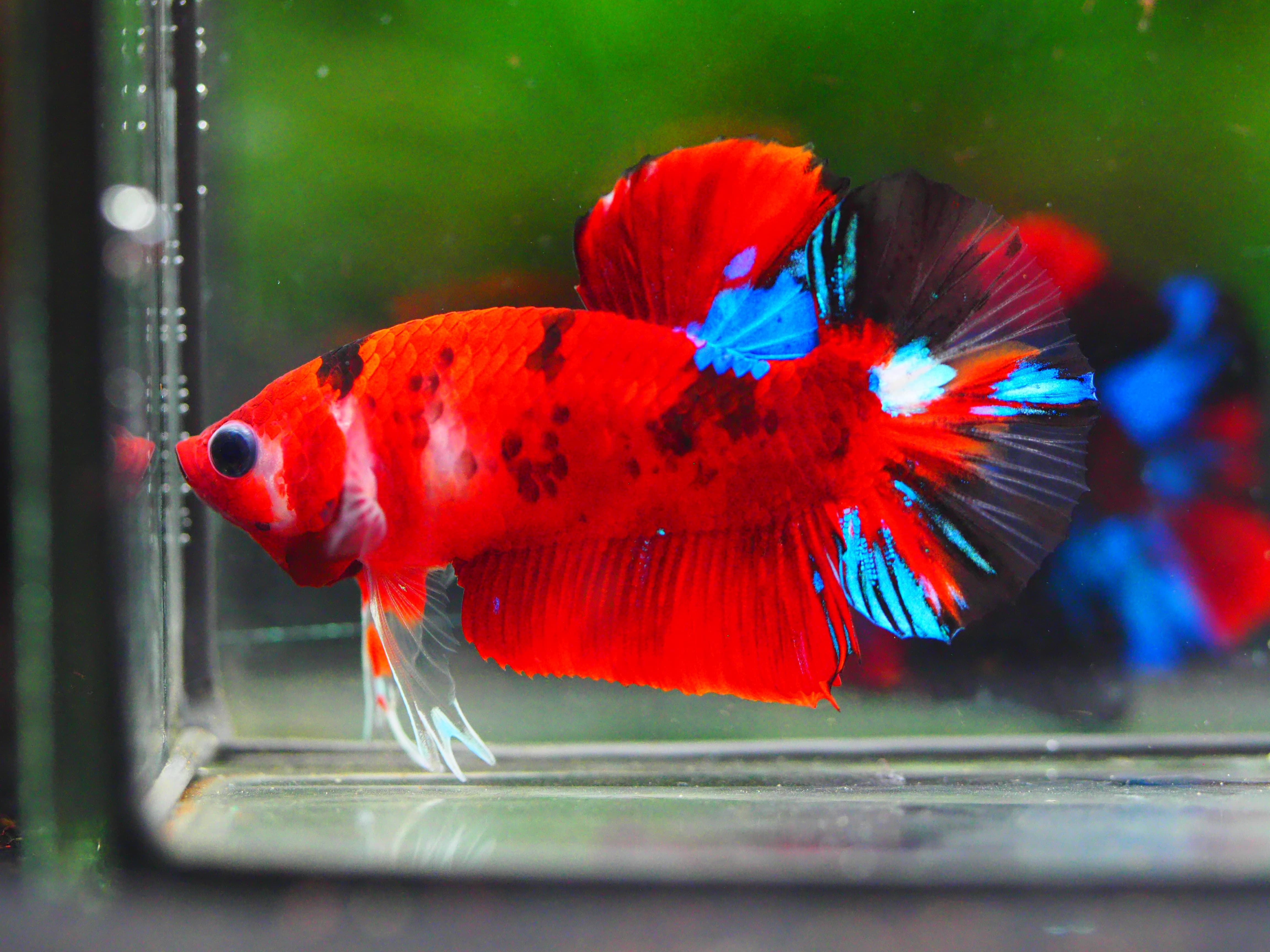 HMPK KOI GALAXY MALE GRADE A +++