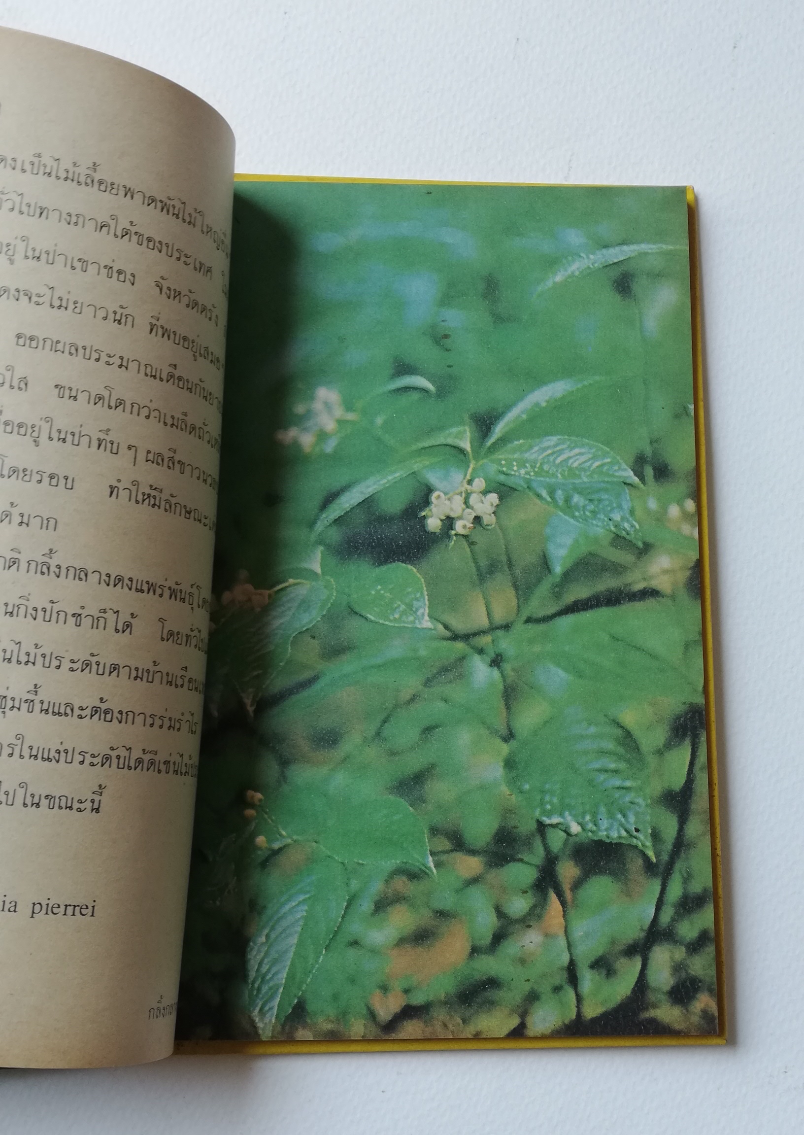 มีหลายภาพ หนังสือเก่ามีตำหนิตามภาพ หนังสือชุดความรู้ไทยเล่มเล็ก ขององค์การค้าของคุรุสภา เรื่อง ดอกไม้ในป่า พิมพ์ครั้งที่ 2 ปี 2527