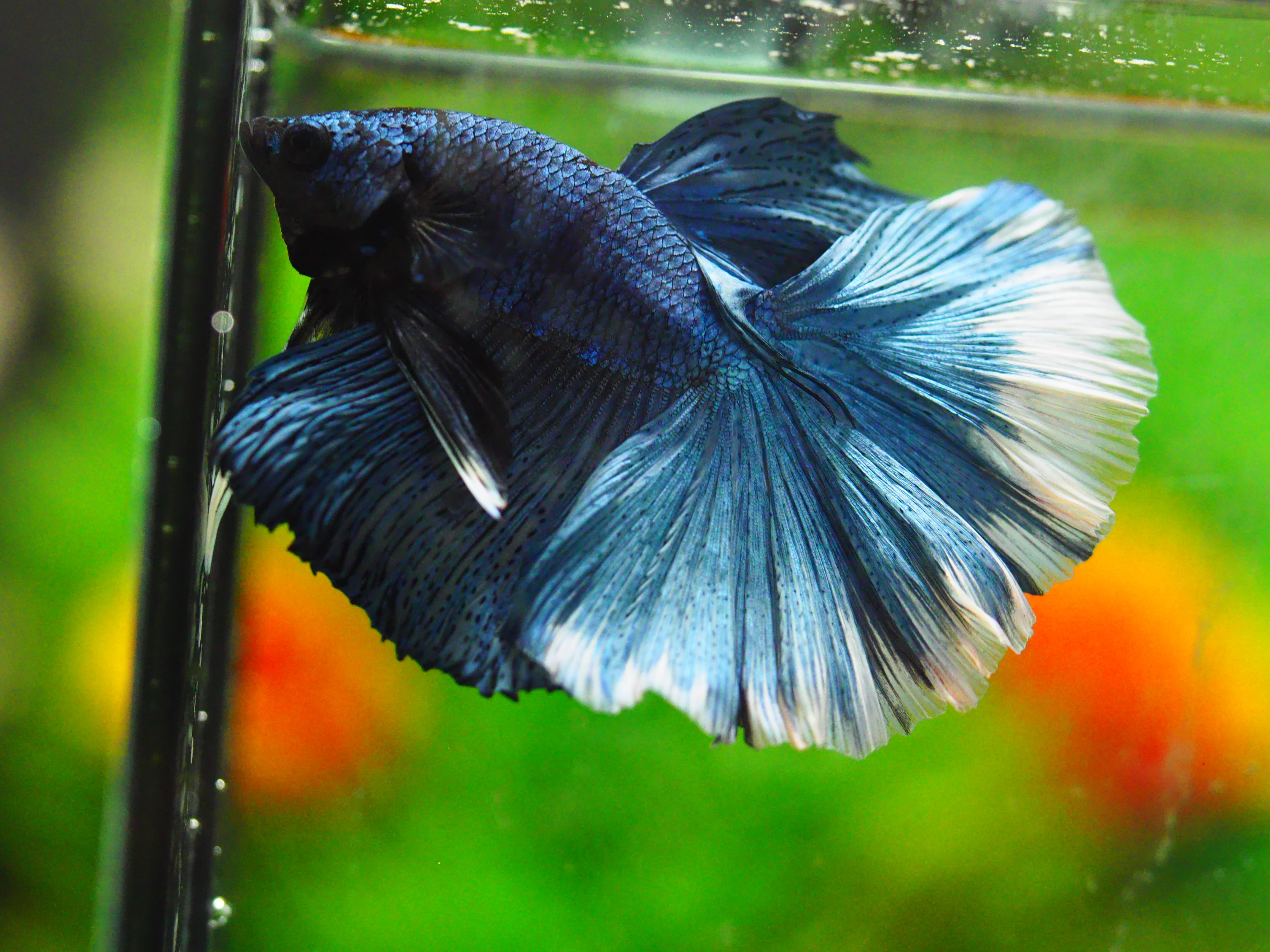 HM FANCY MALE GRADE A +++