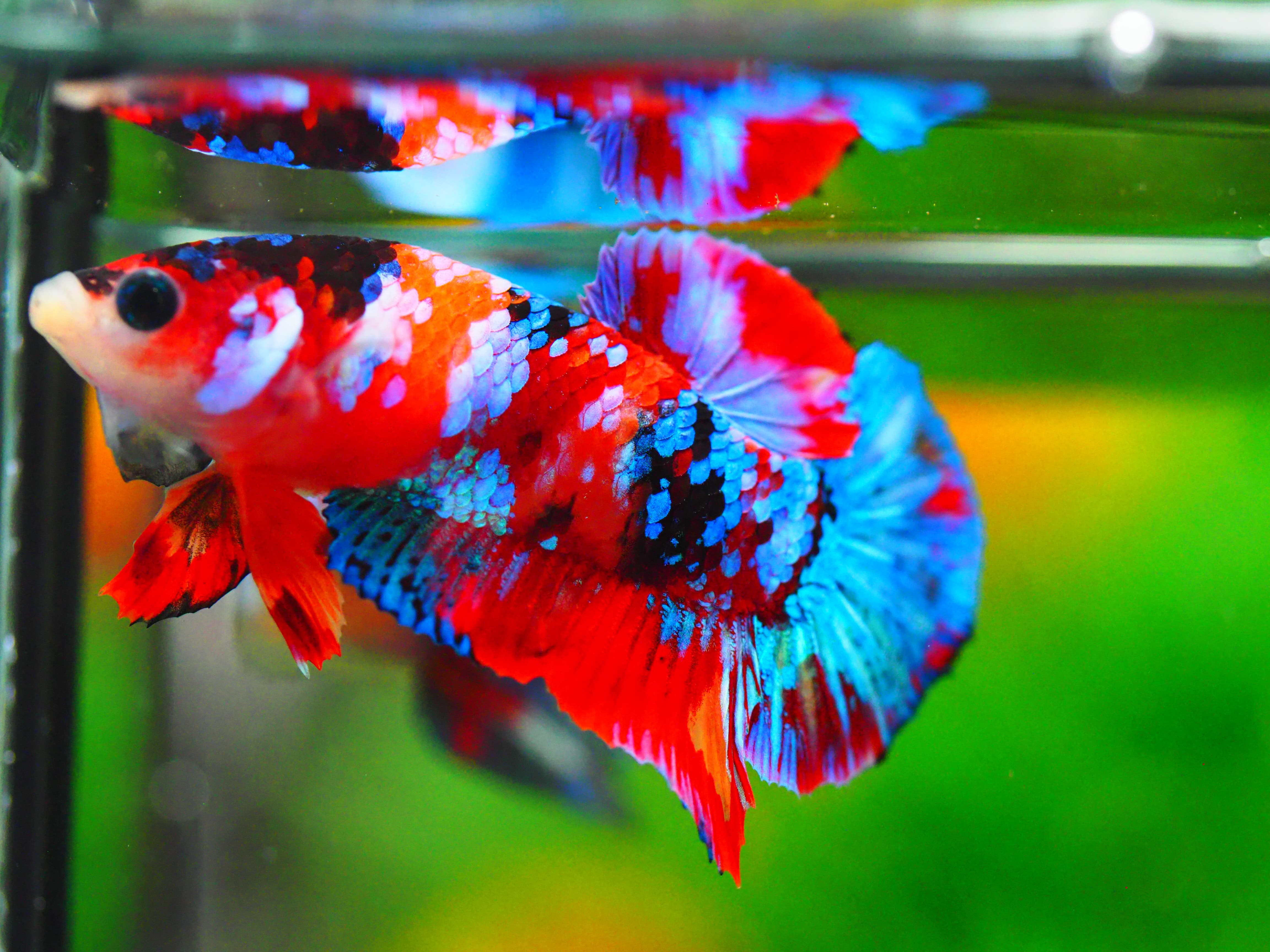 HMPK KOI GALAXY MALE GRADE A +++