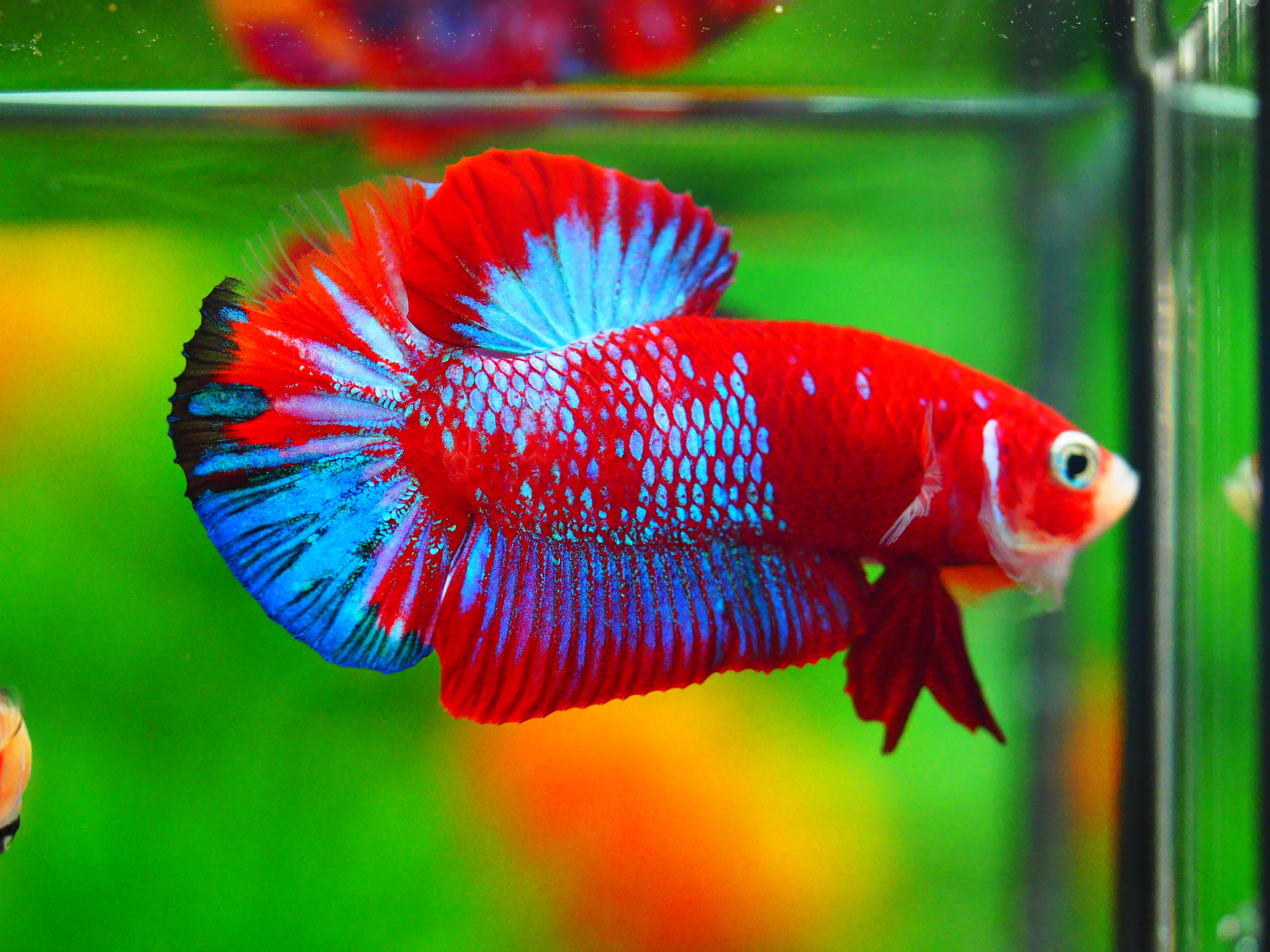 HMPK KOI GALAXY MALE GRADE A +++