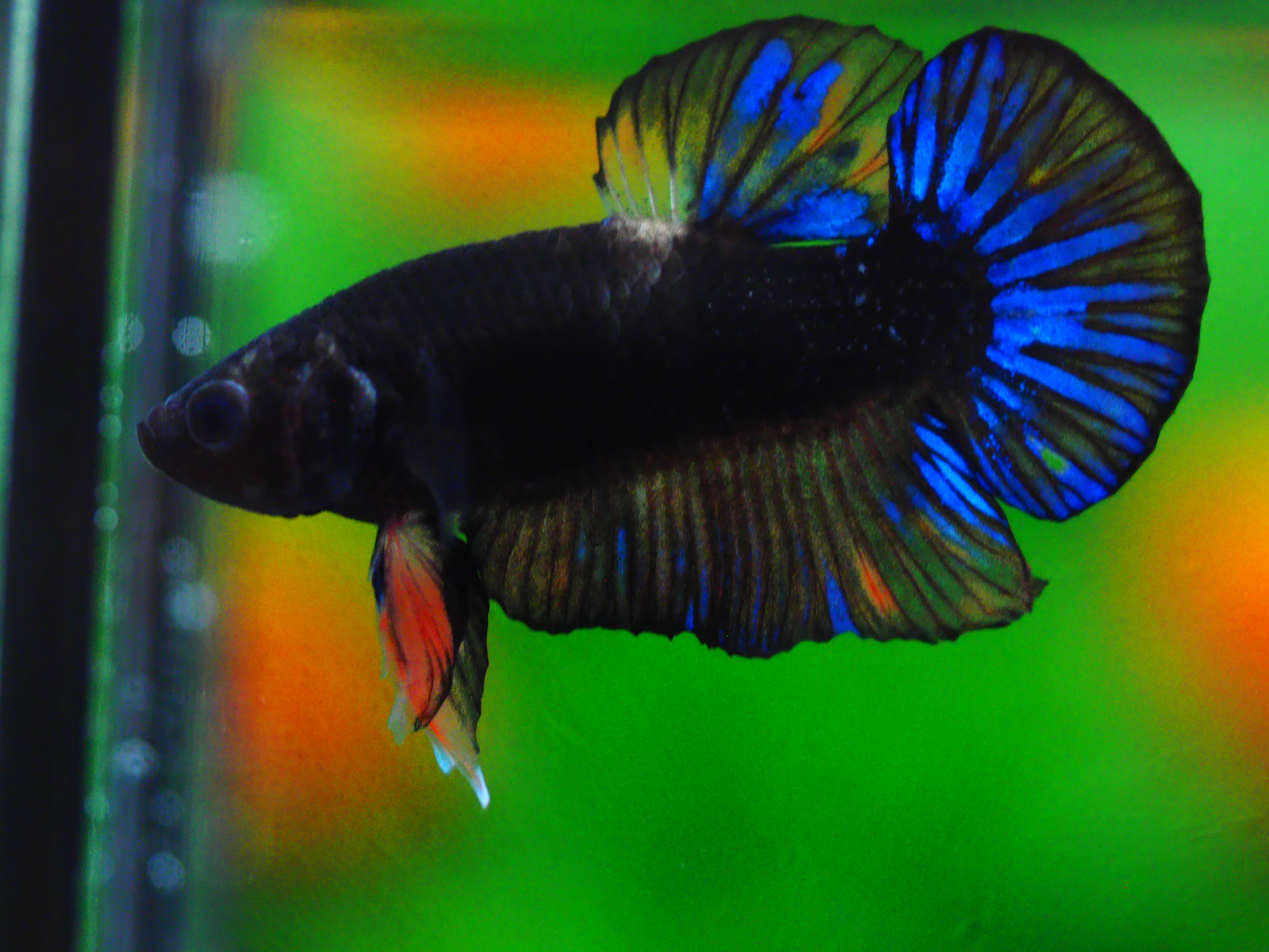 HMPK KOI GALAXY MALE GRADE A +++