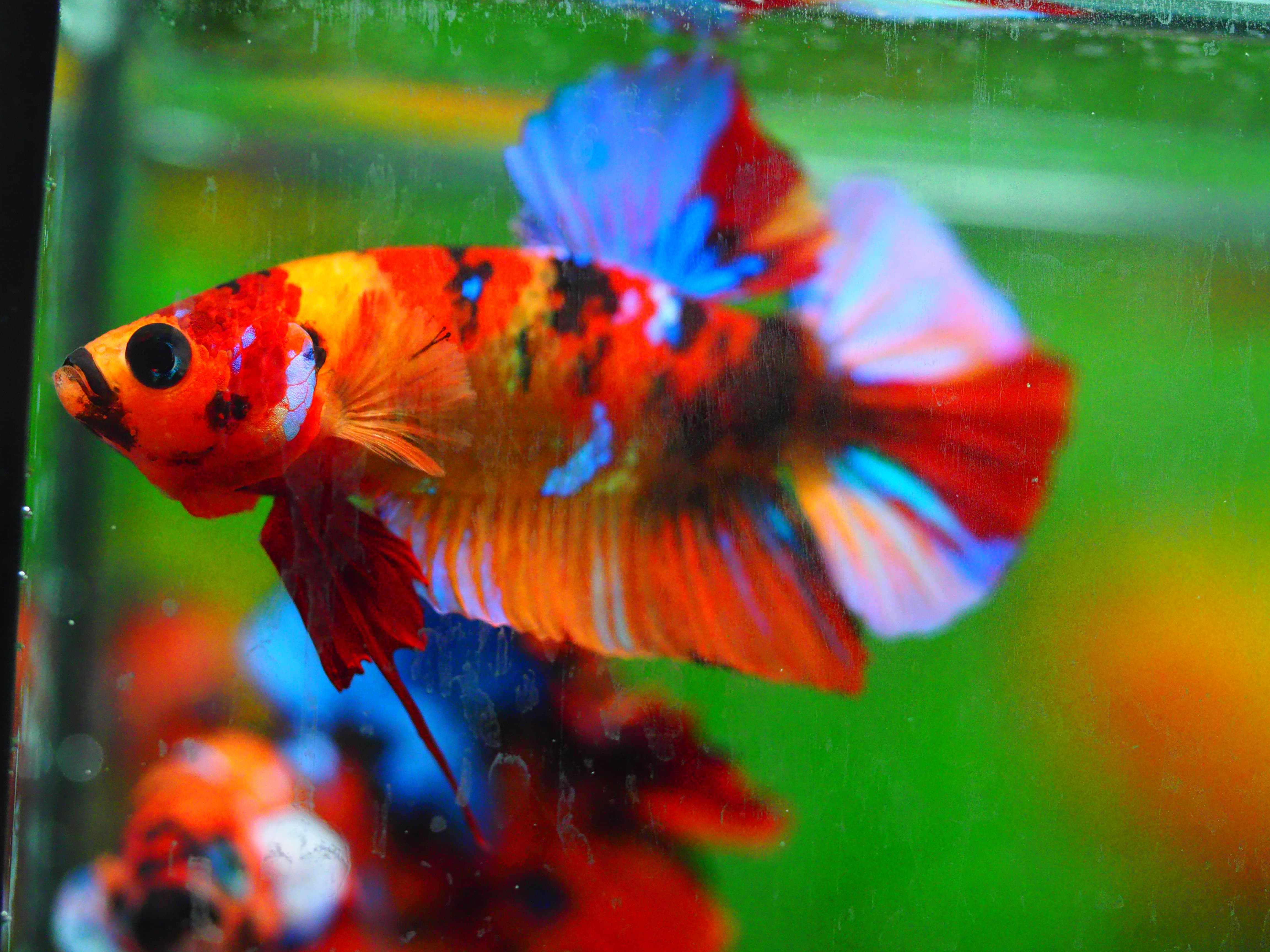 HMPK NEMO GALAXY MALE GRADE A +++