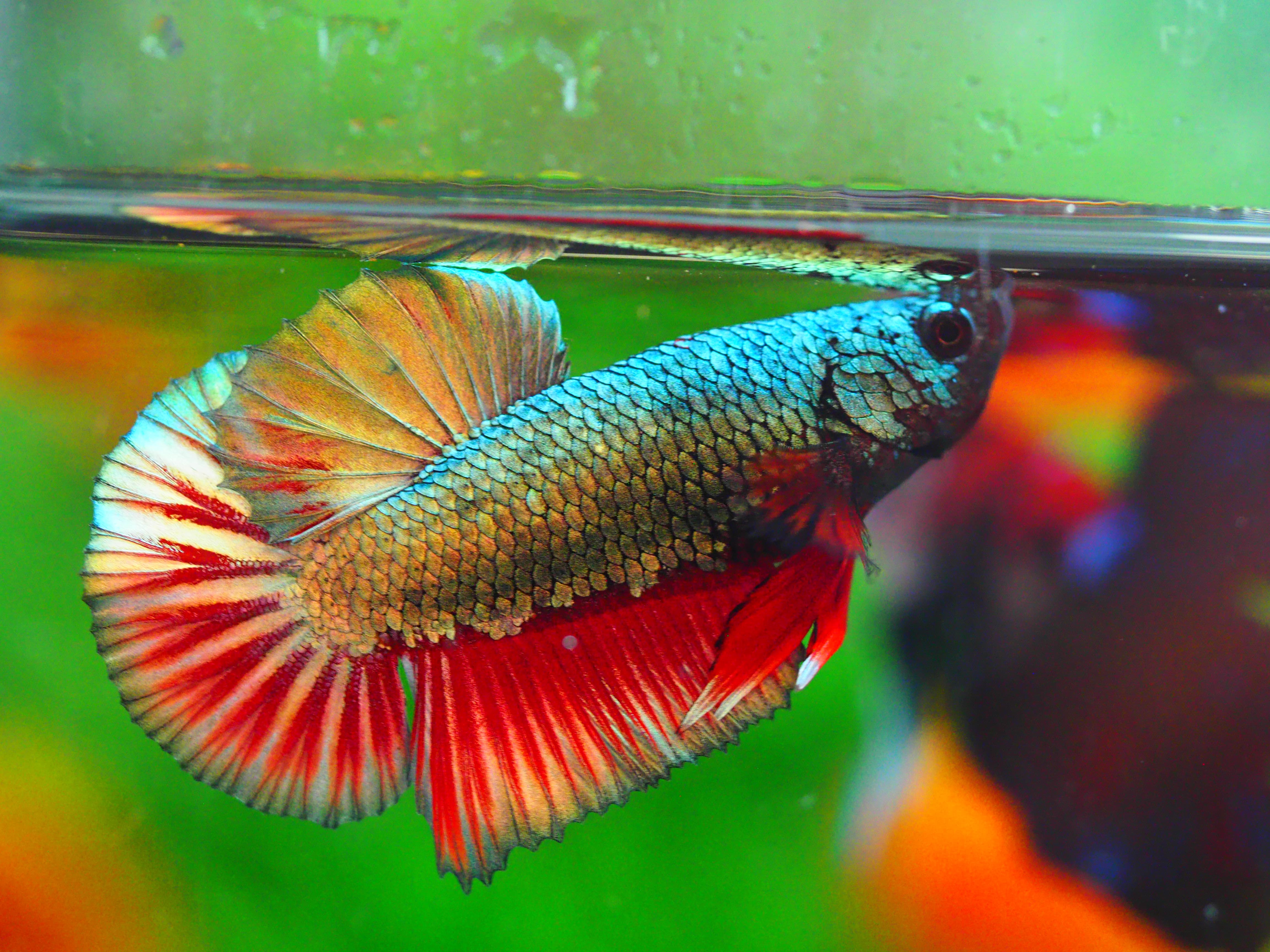 HMPK COPPRE MALE GRADE A +++