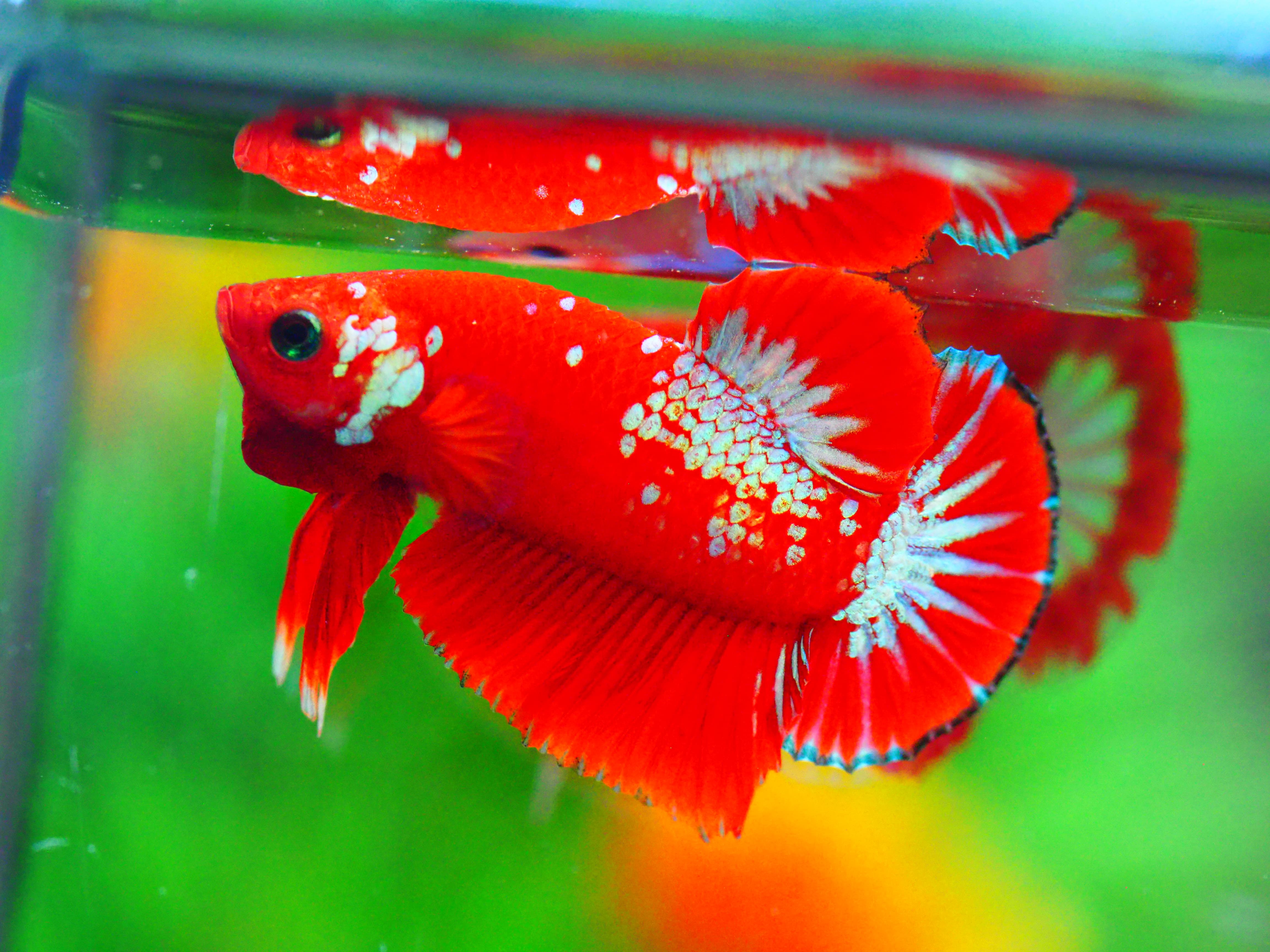 HMPK HELLBOY MALE GRADE A +++