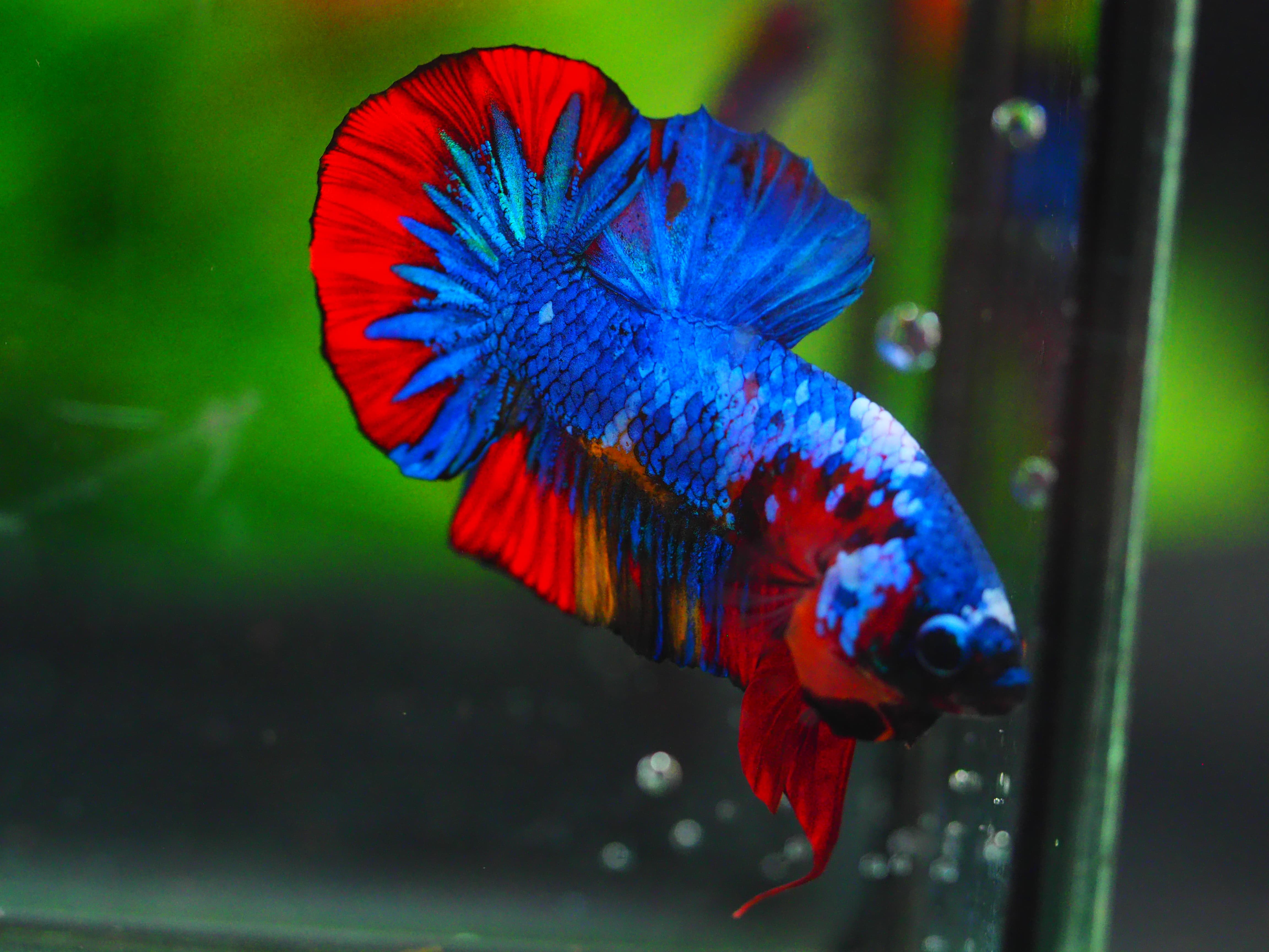 HMPK KOI GALAXY MALE GRADE A++