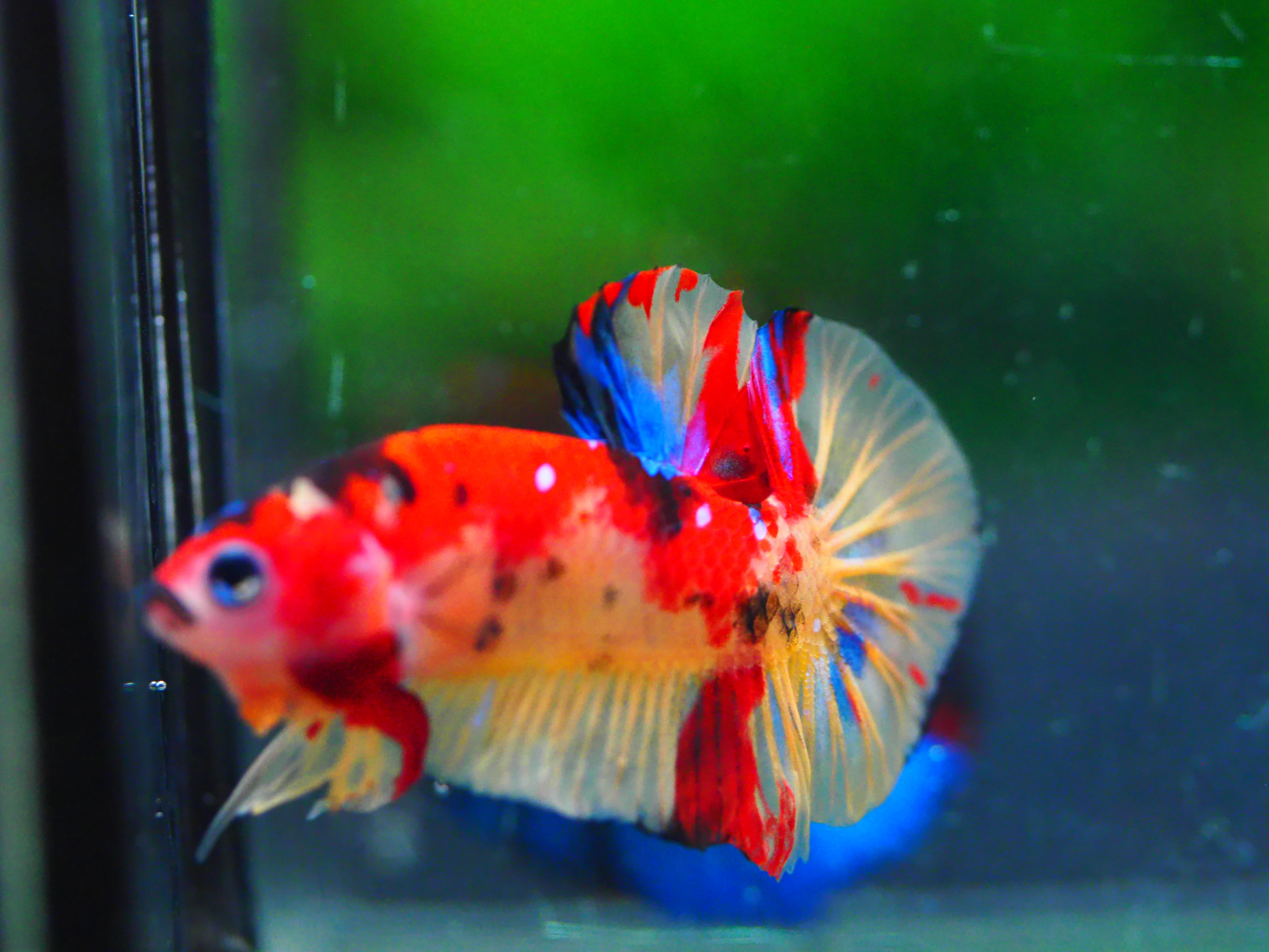 HMPK NEMO GALAXY MALE GRADE A +++