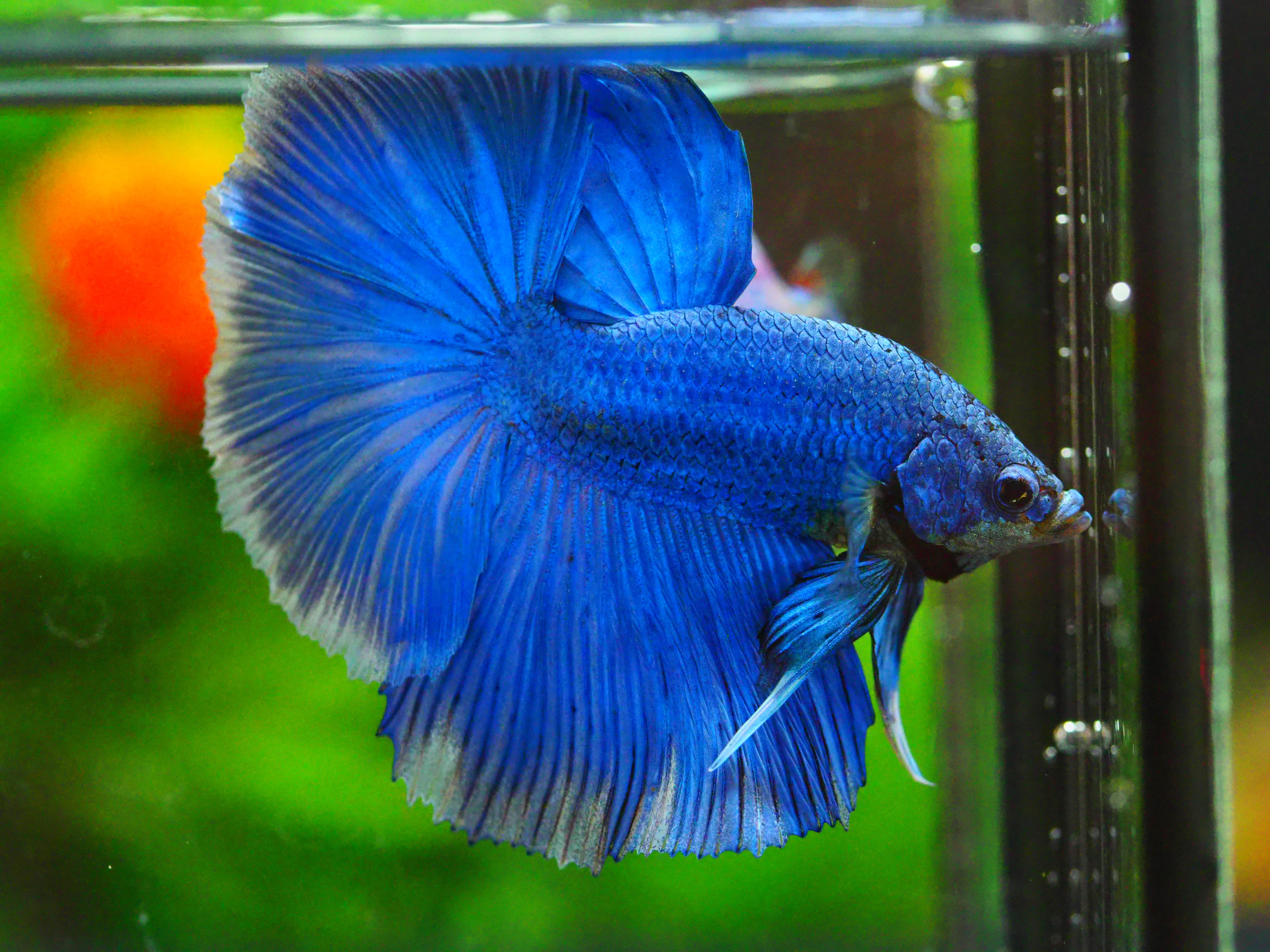 HM FANCY MALE GRADE A +++