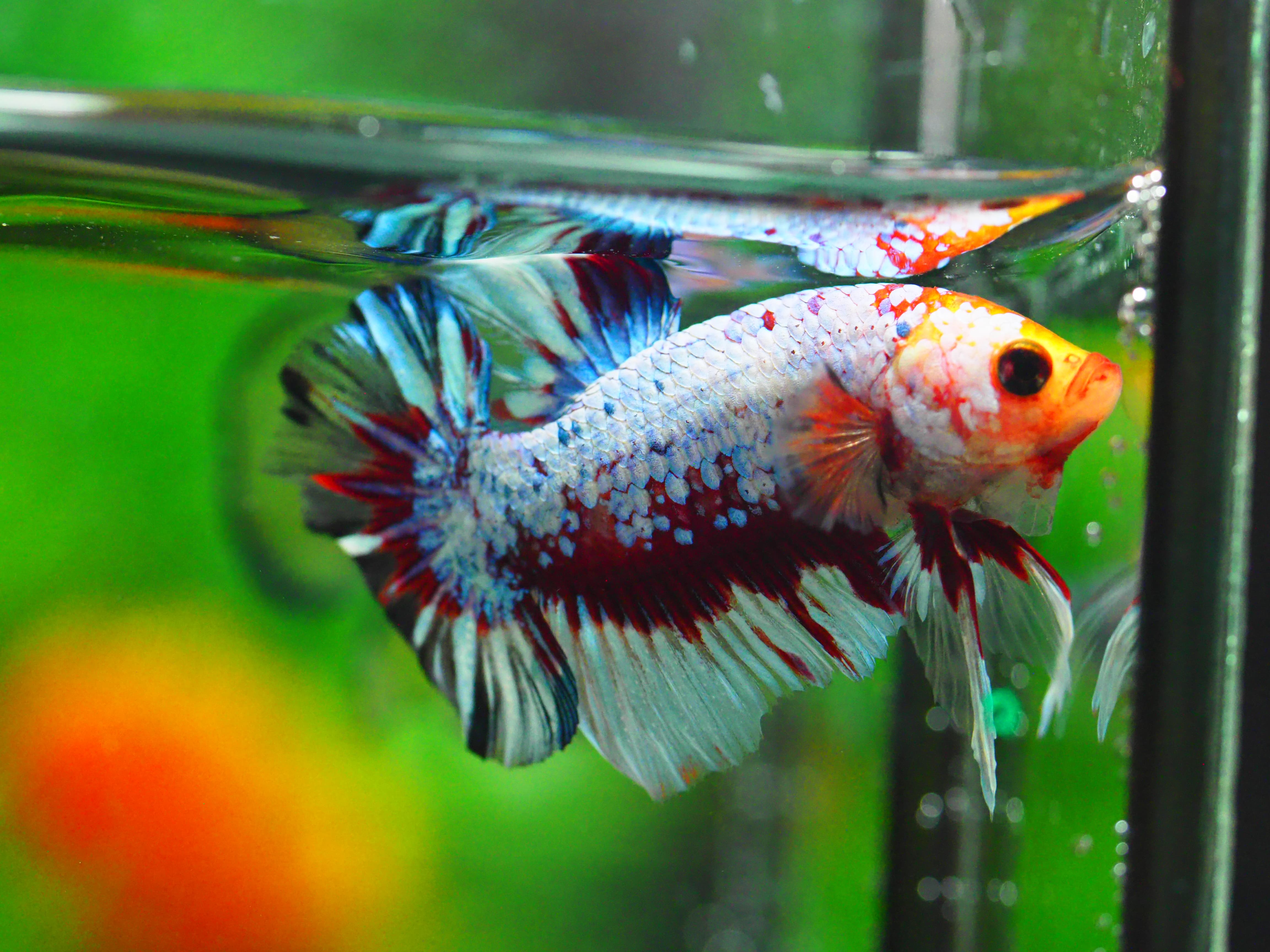 HMPK FANCY MALE GRADE A +++