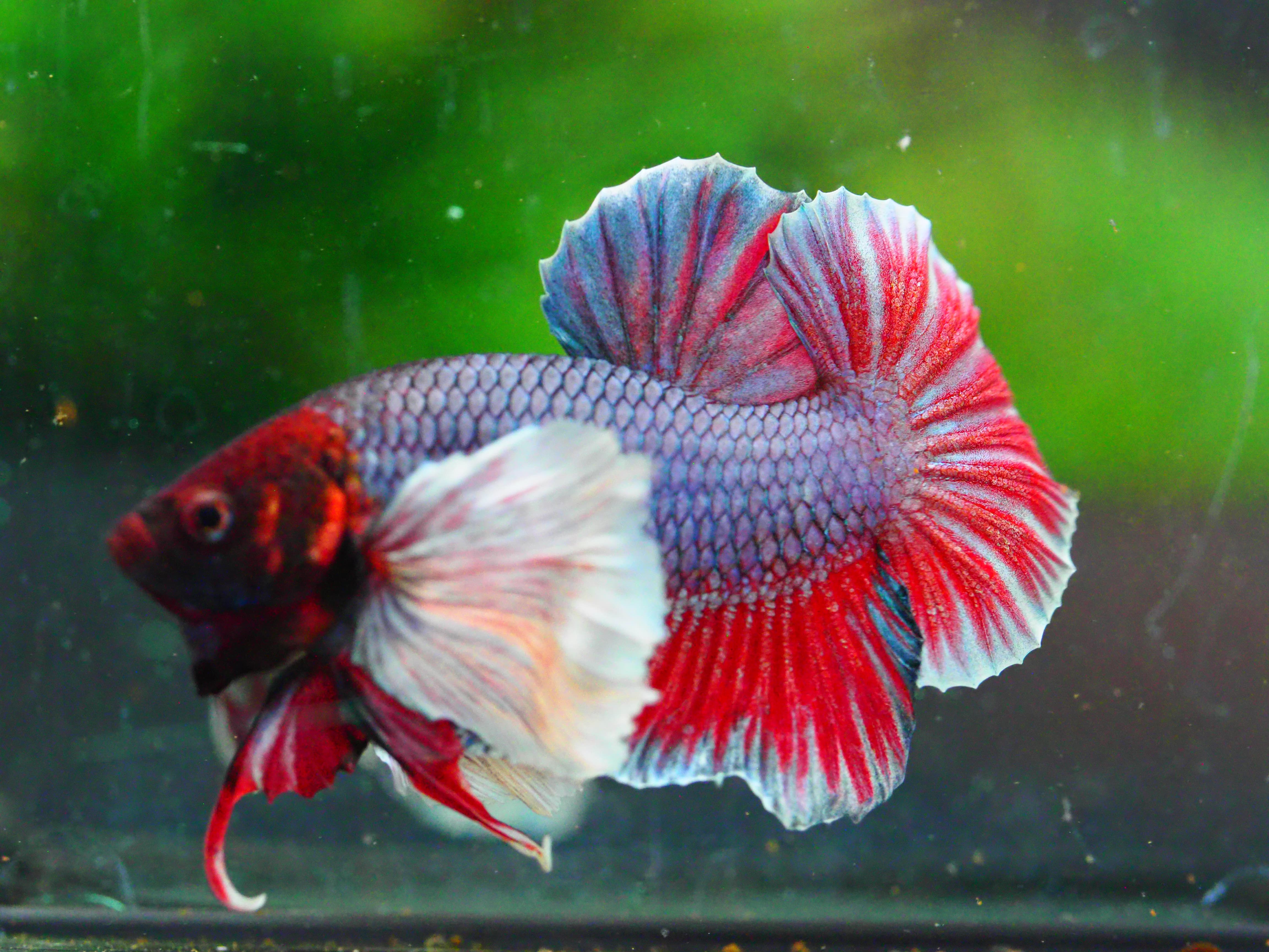 HMPK DUMBO MALE GRADE A +++