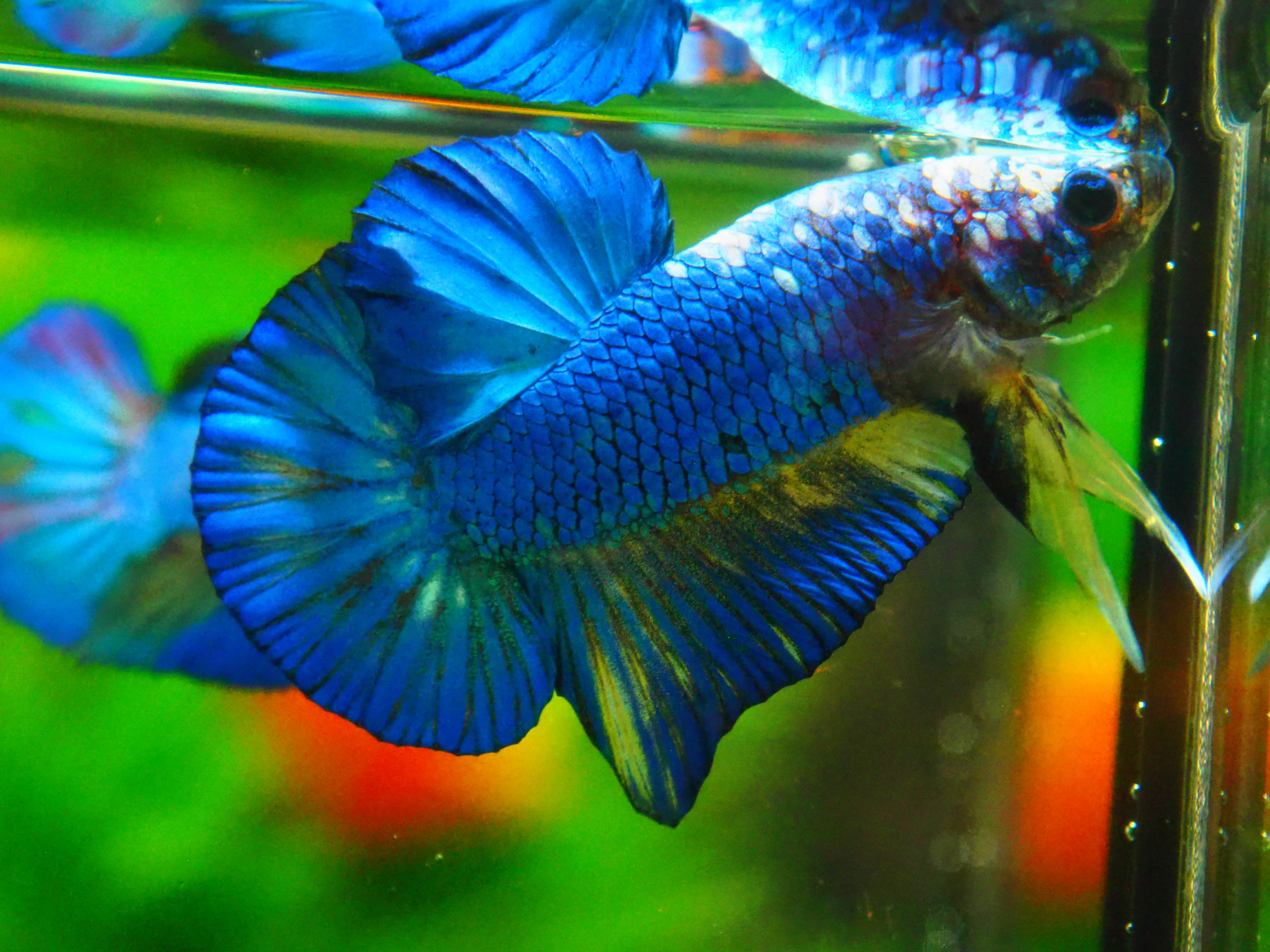 HMPK FANCY MALE GRADE A +++