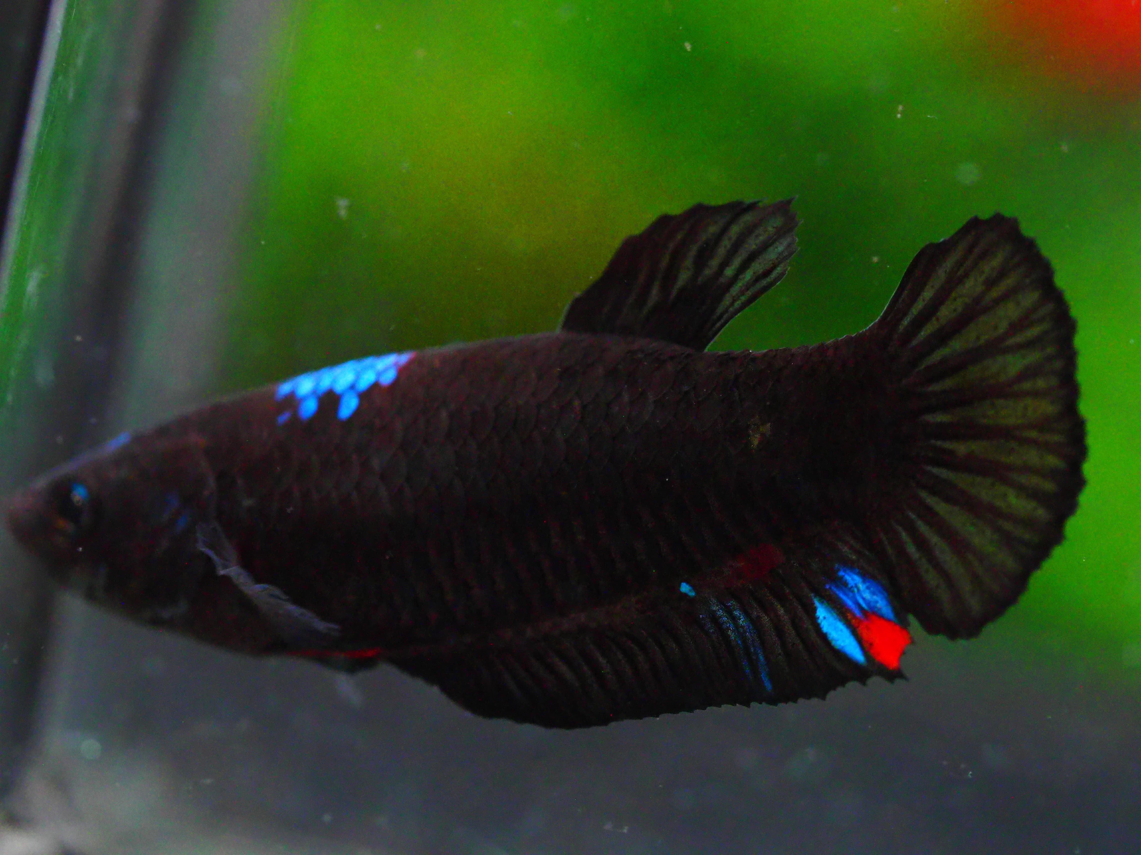 HMPK KOI GALAXY FNMALE GRADE A +++