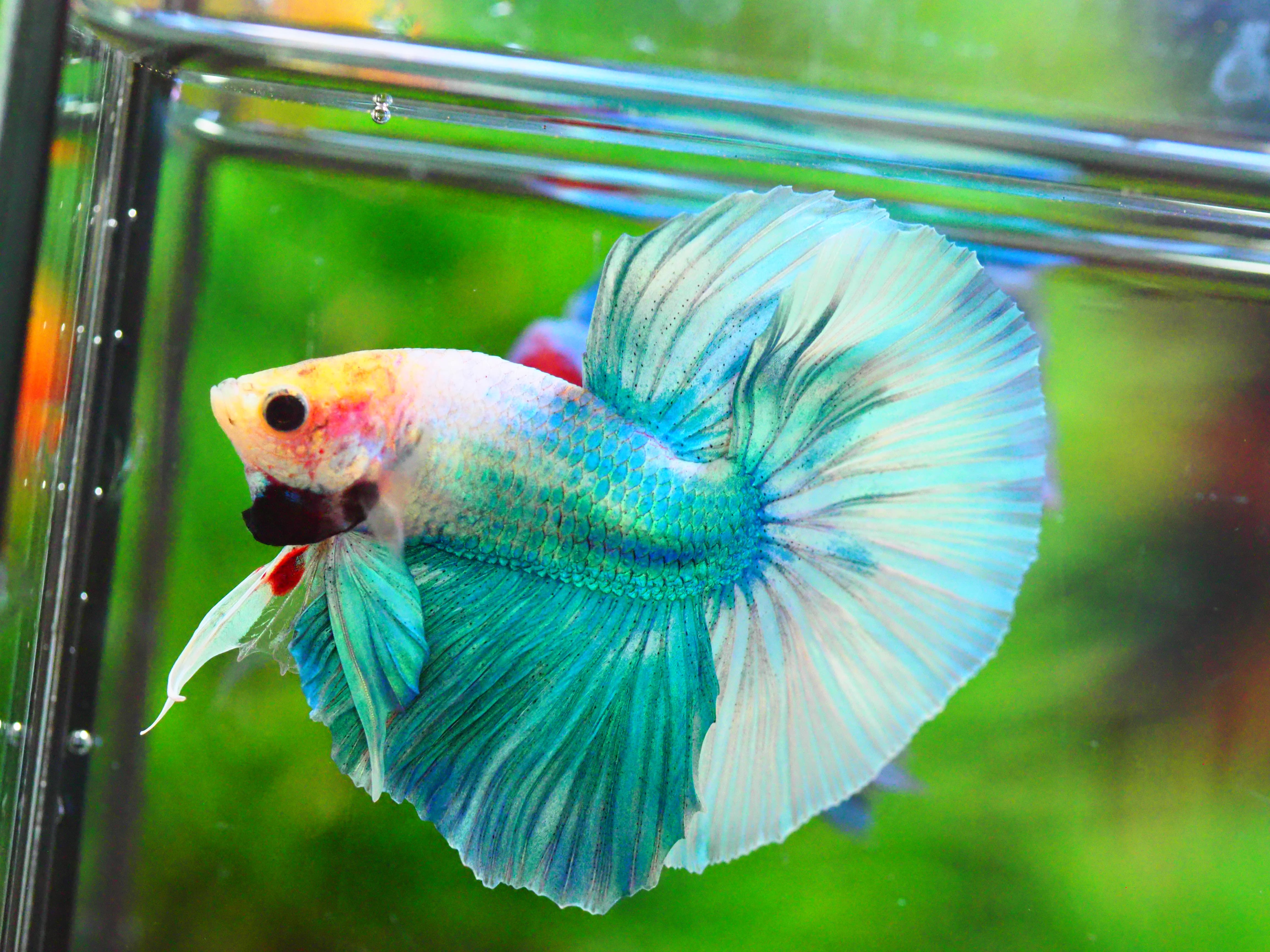 HM FANCY MALE GRADE A +++