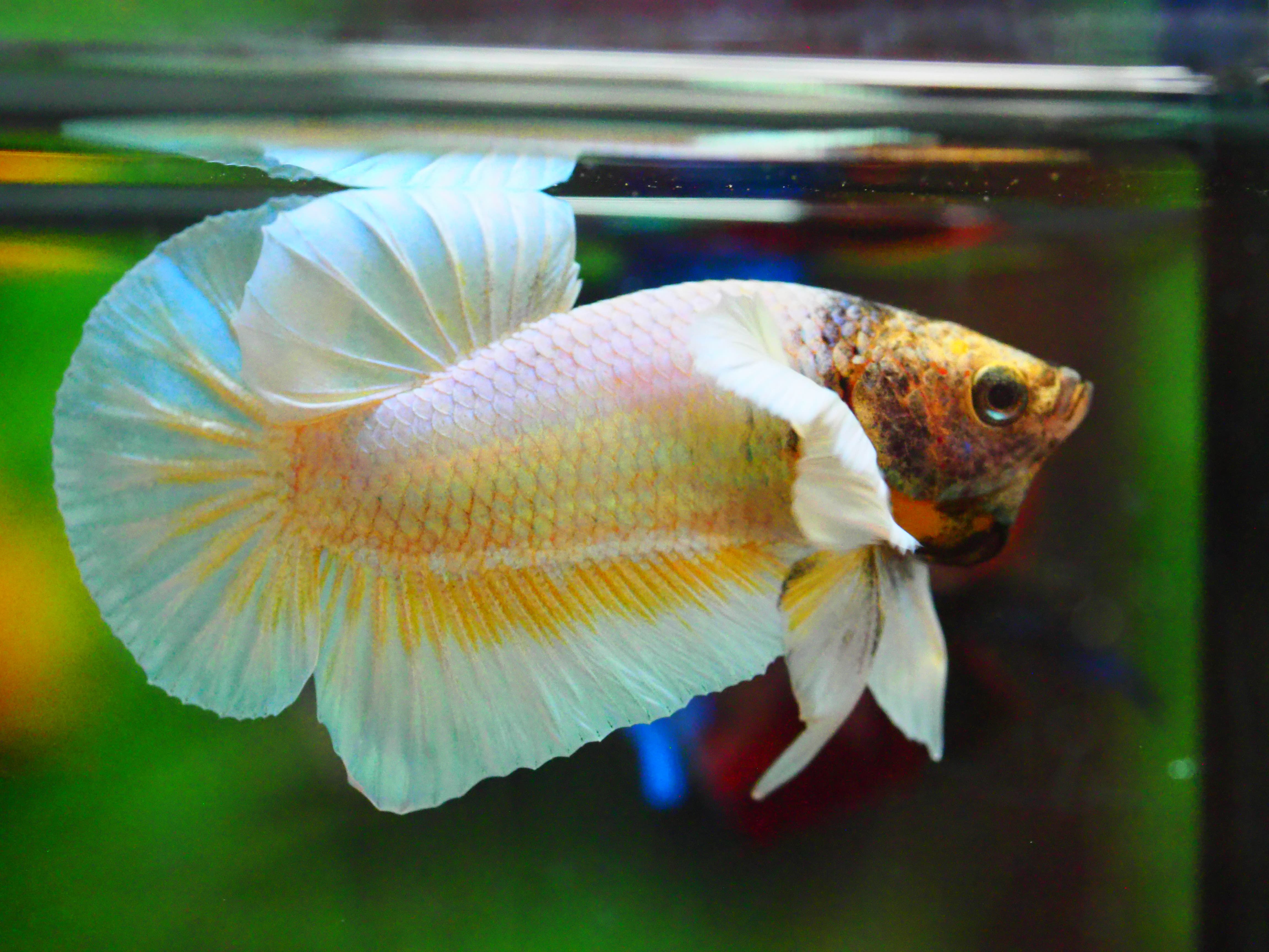 HMPK DUMBO MALE GRADE A +++