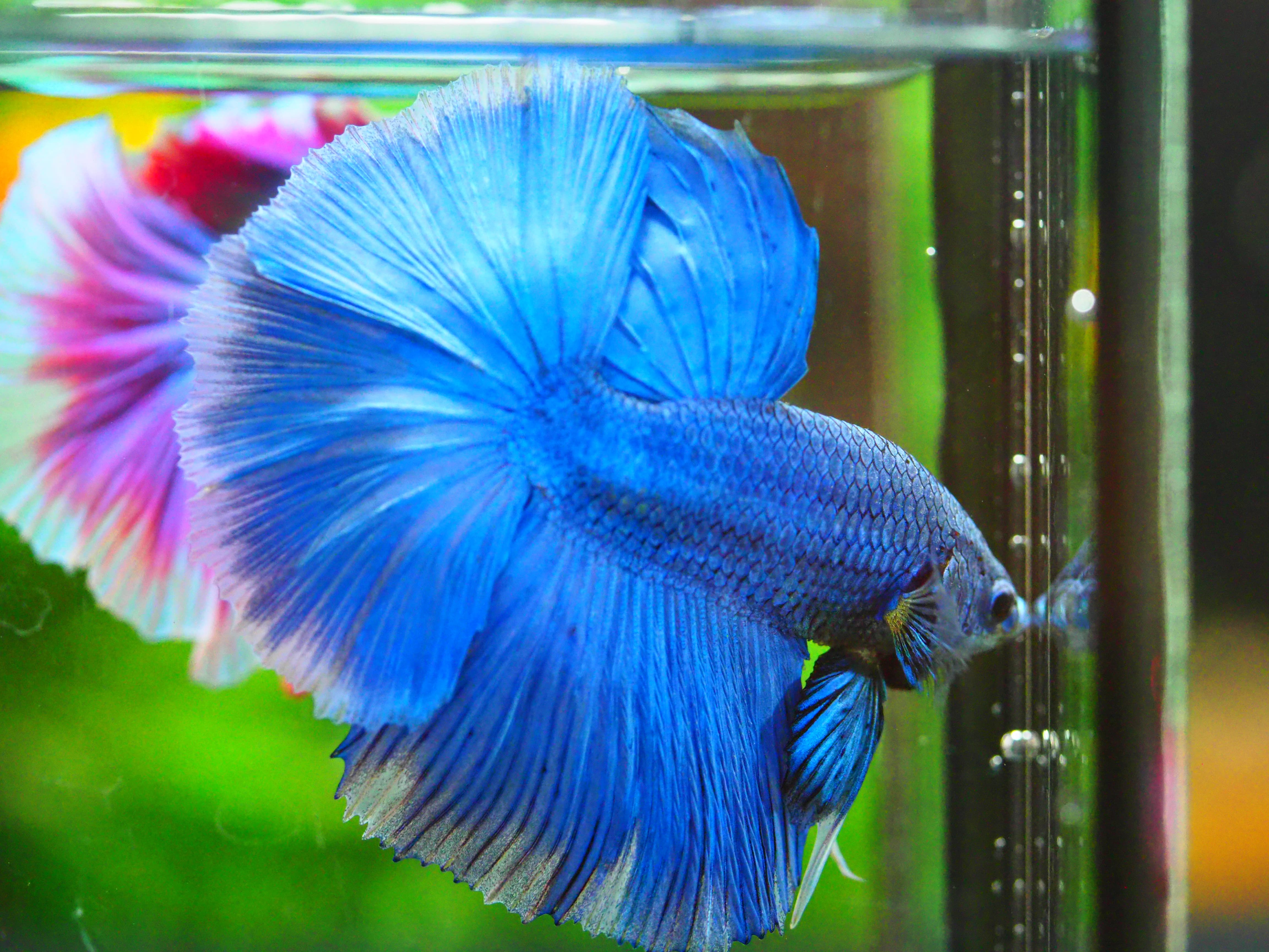 HM FANCY MALE GRADE A +++