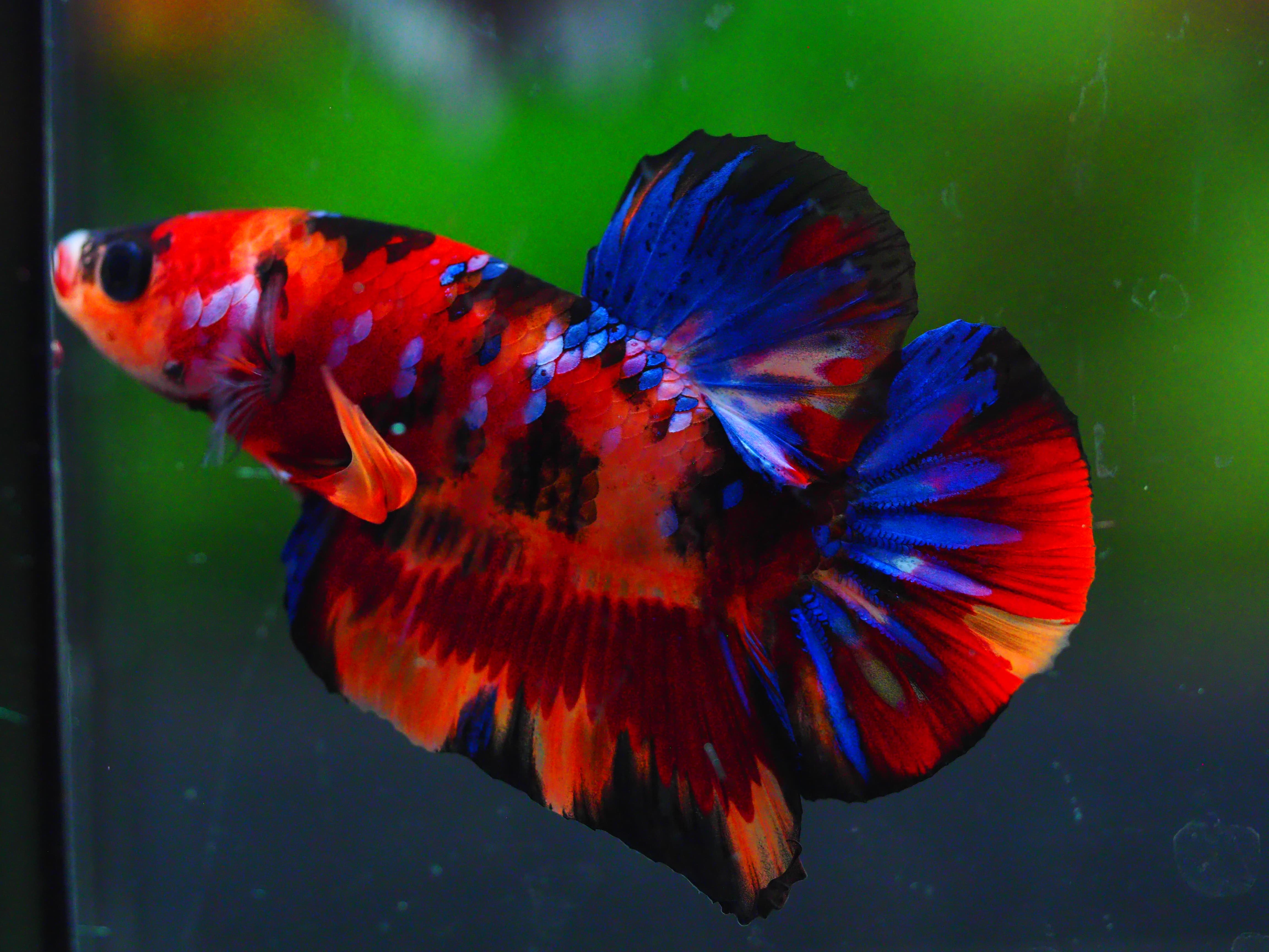 HMPK NEMO GALAXY MALE GRADE A +++