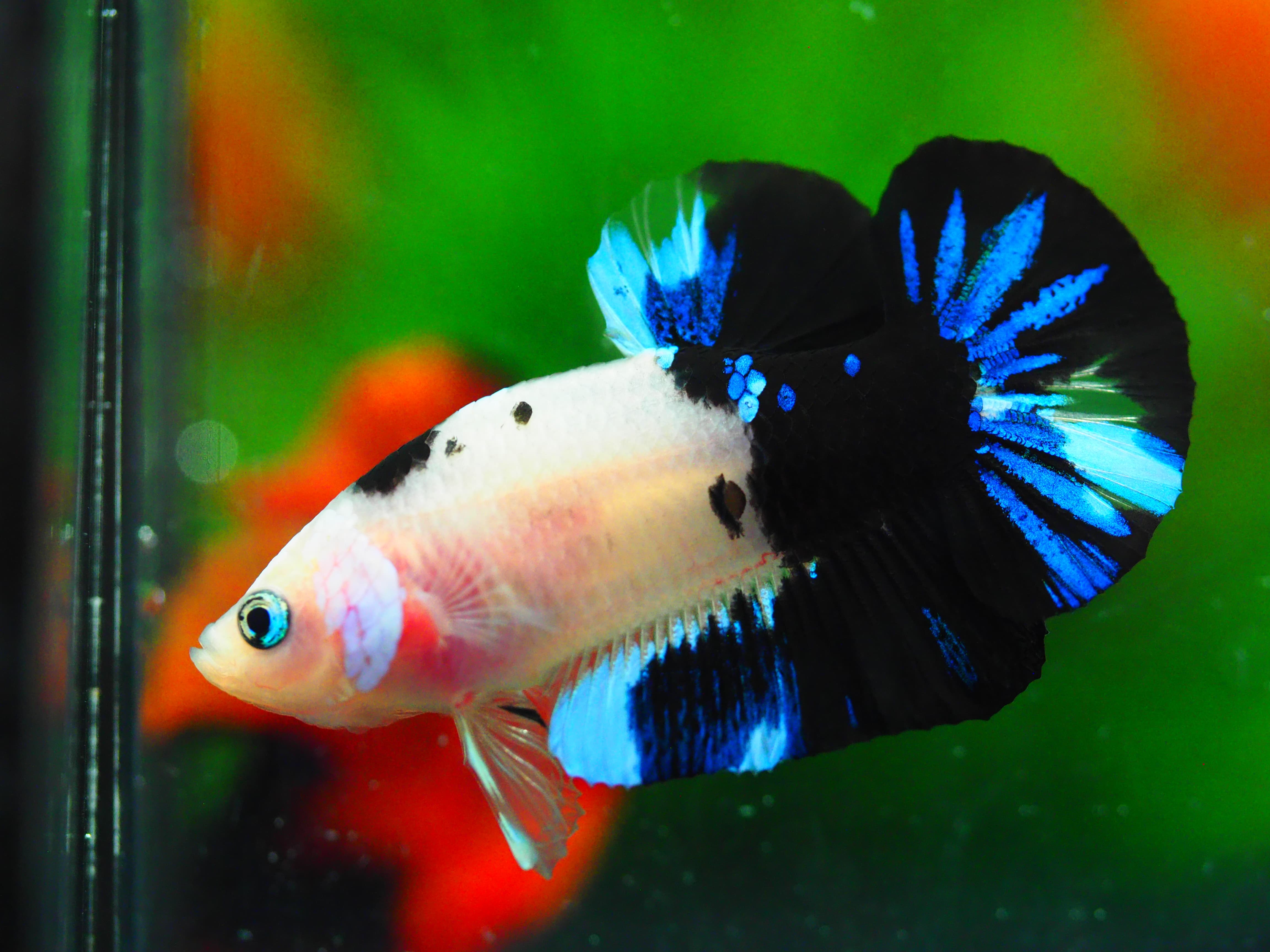 HMPK KOI GALAXY MALE GRADE A+