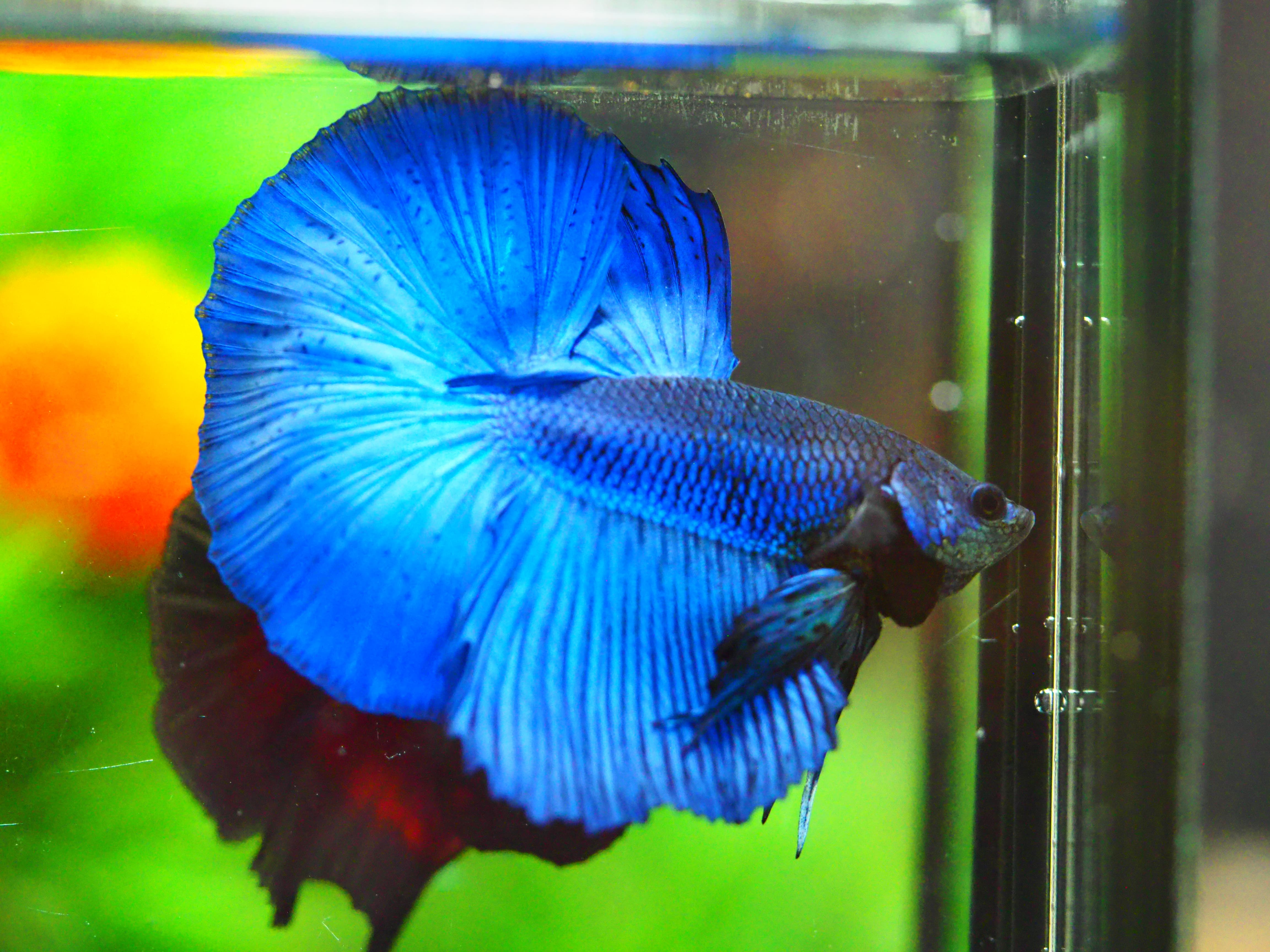 HM FANCY MALE GRADE A +++