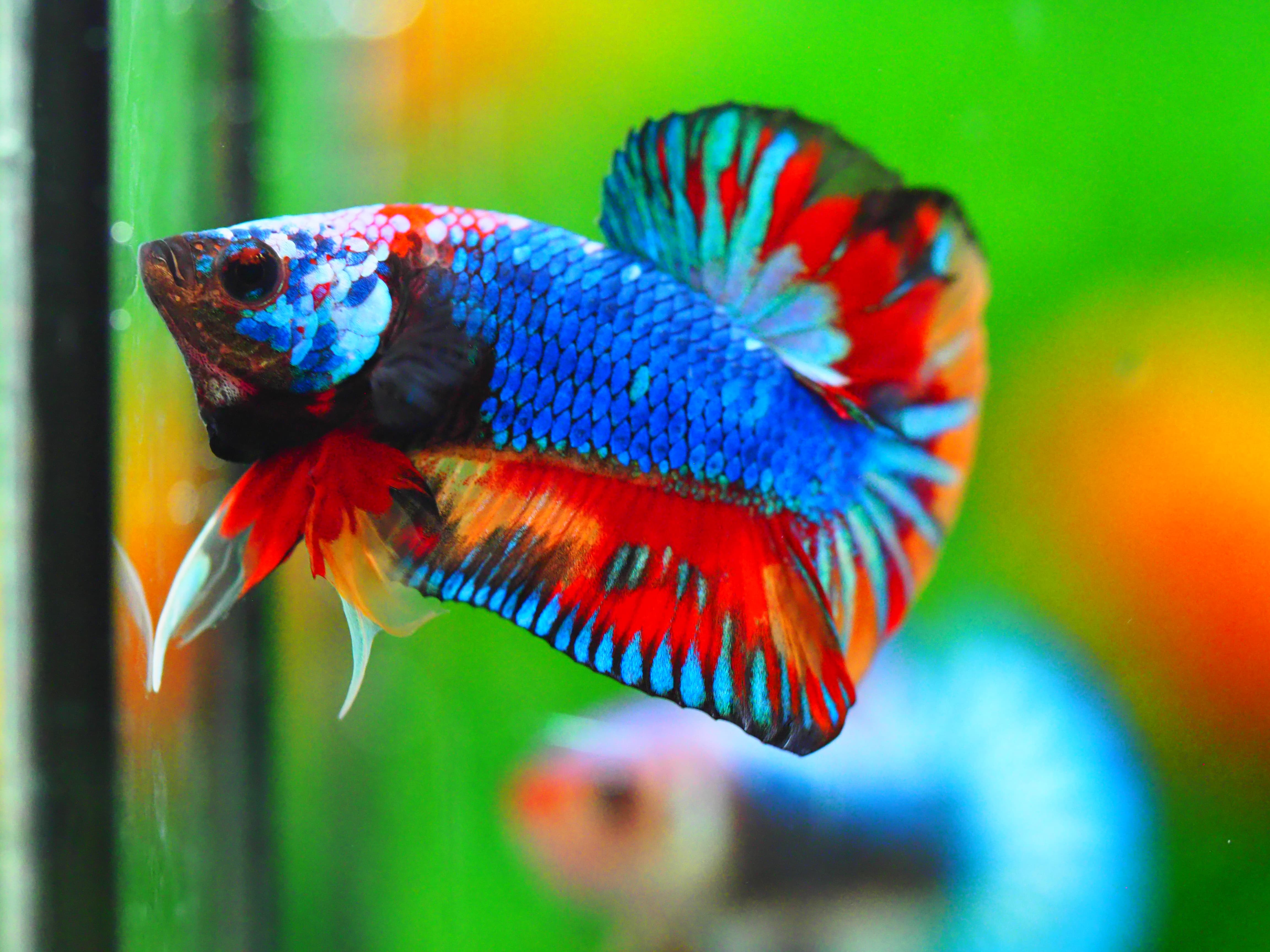 HMPK KOI GALAXY MALE GRADE A +++