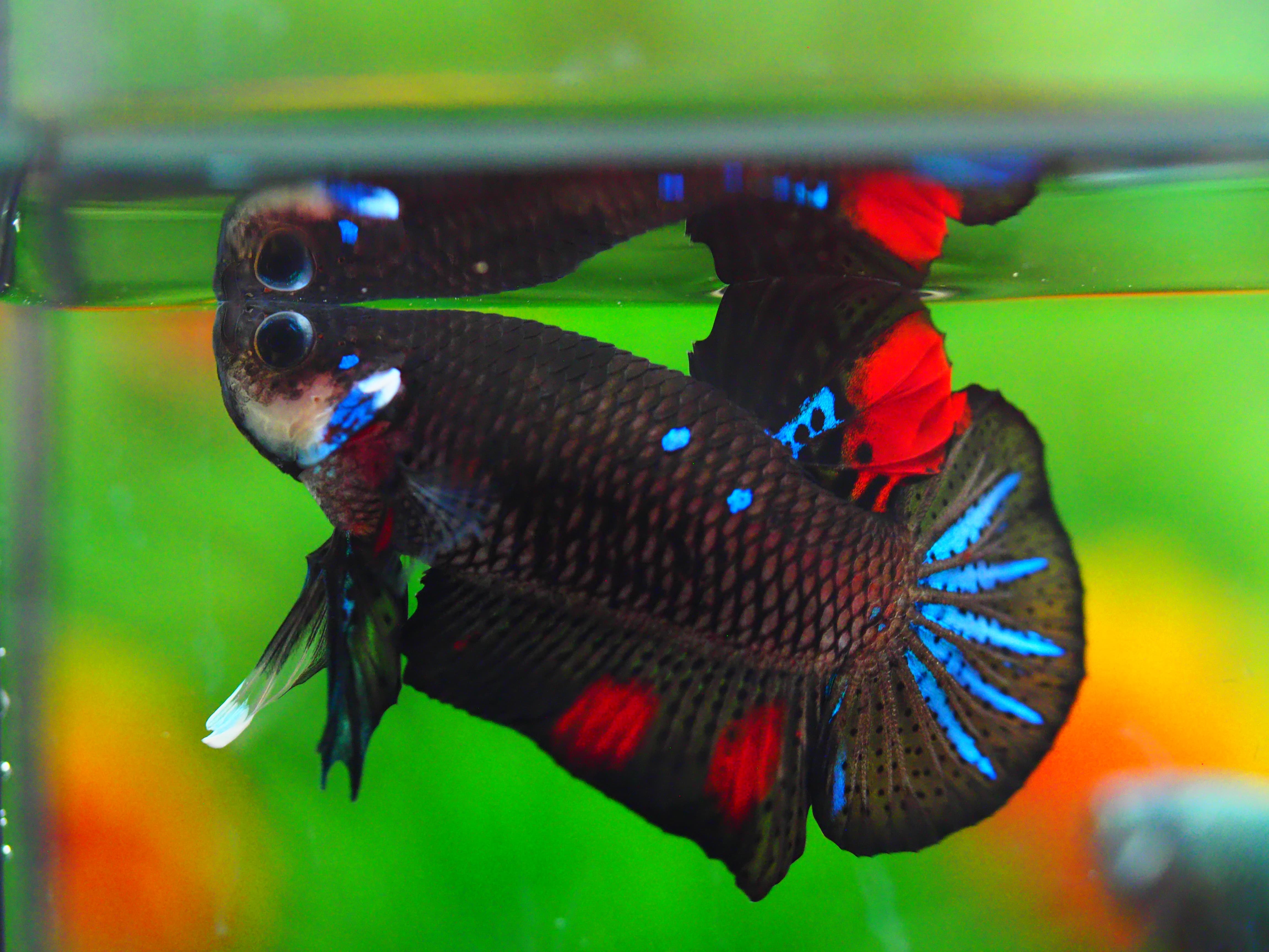 HMPK KOI GALAXY MALE GRADE A +++