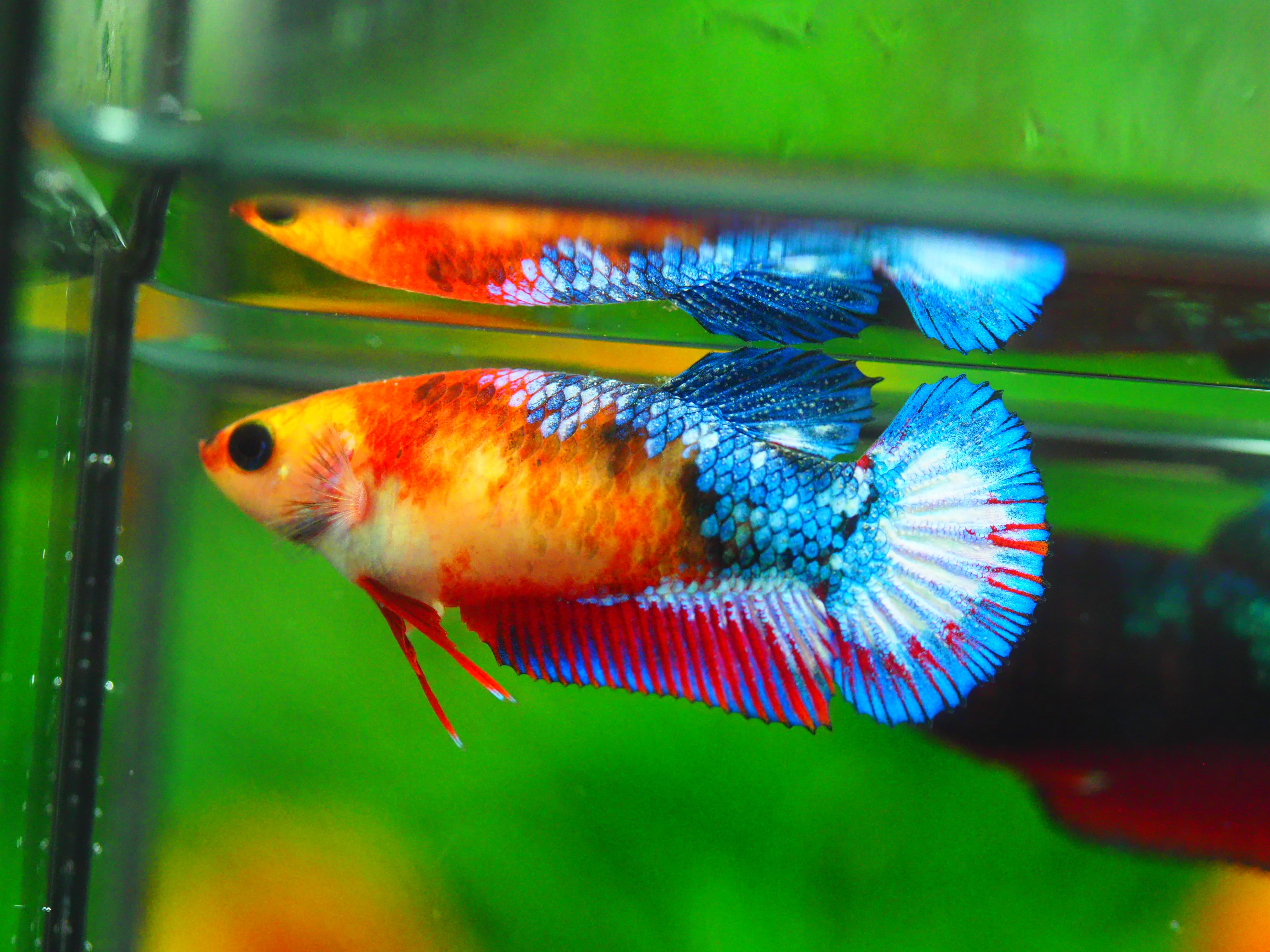 HMPK FANCY FEMALE GRADE A +++