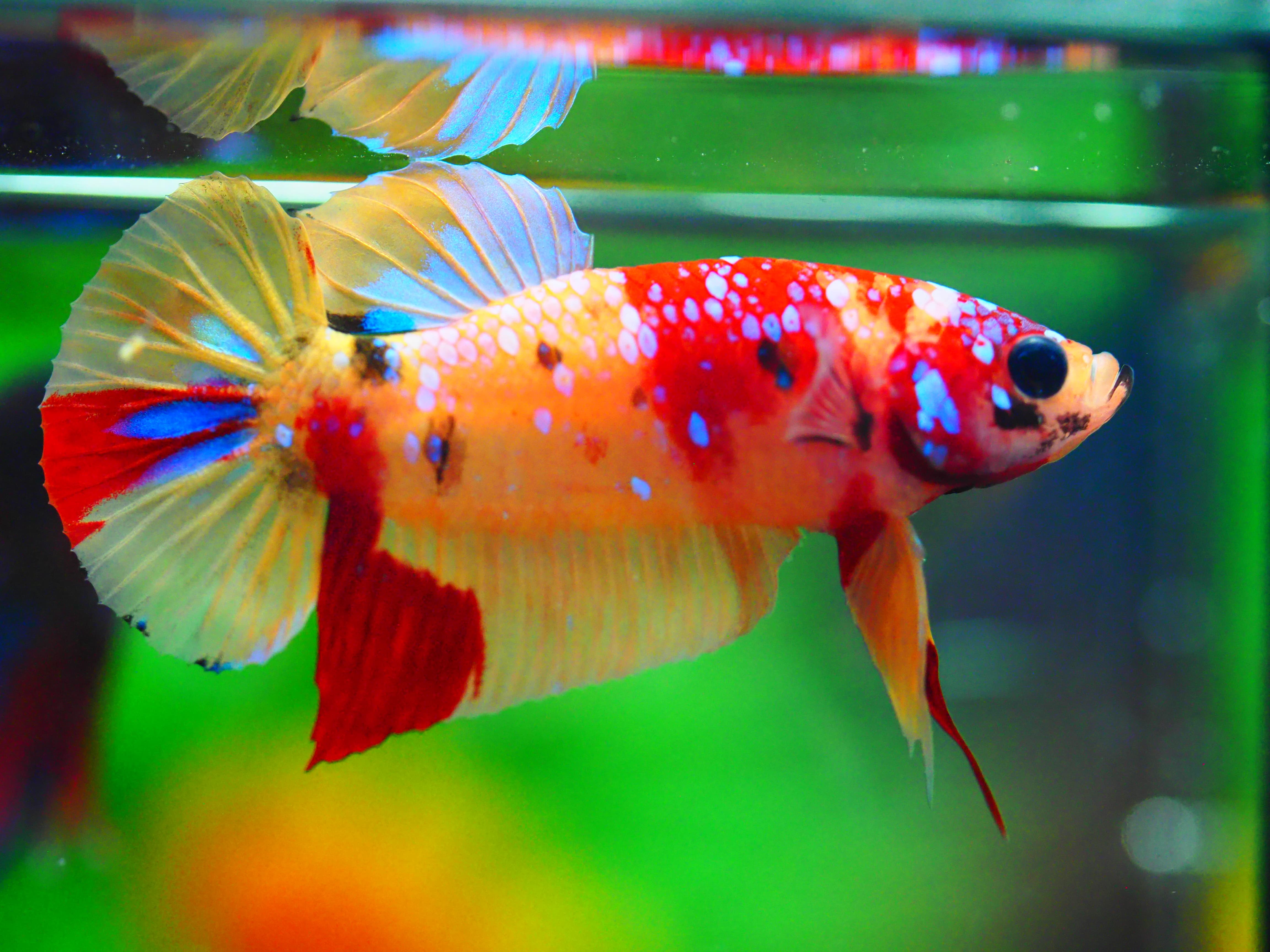 HMPK NEMO GALAXY MALE GRADE A +++