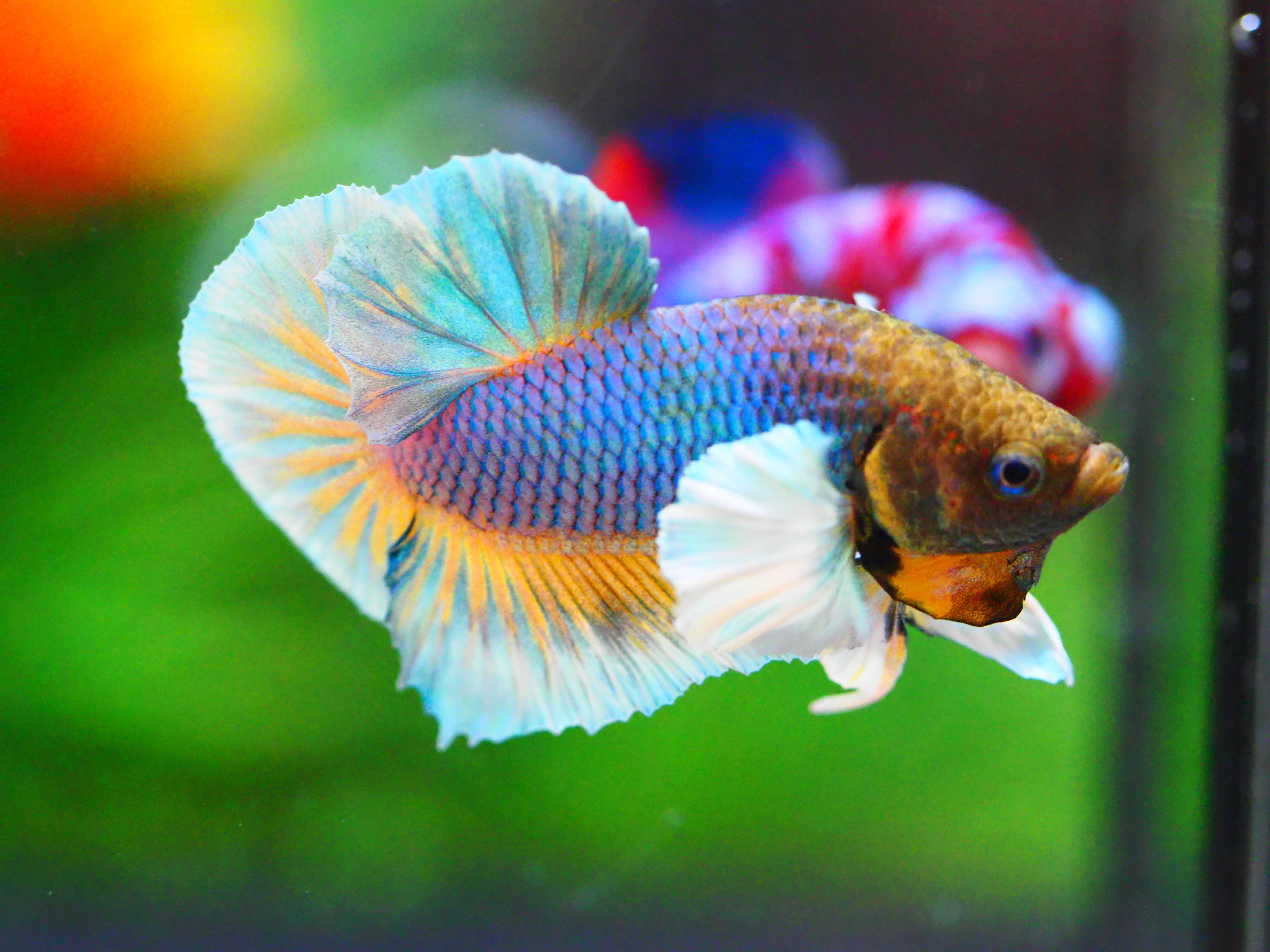 HMPK DUMBO MALE GRADE A +++