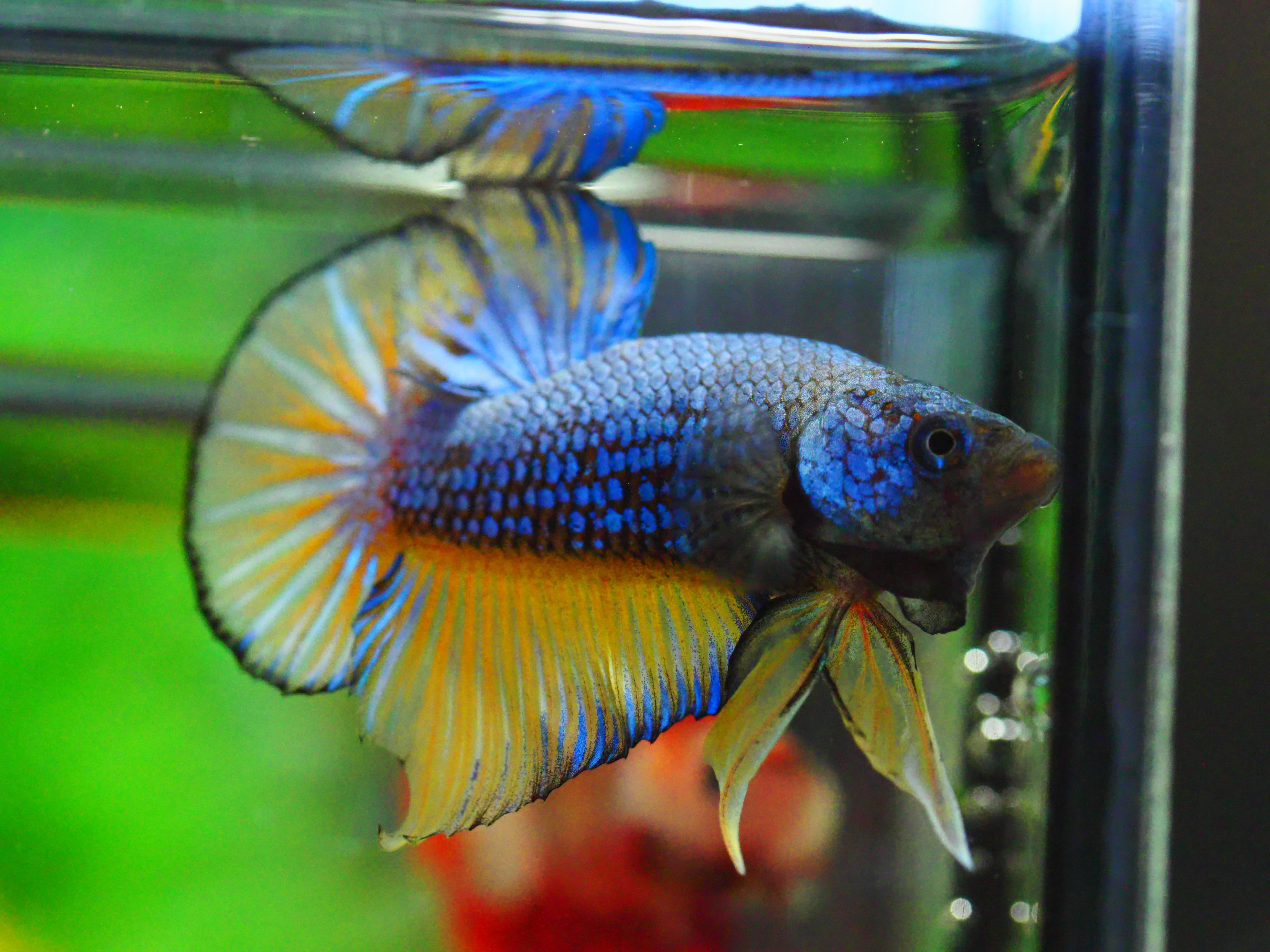 HMPK FANCY MALE GRADE A +++