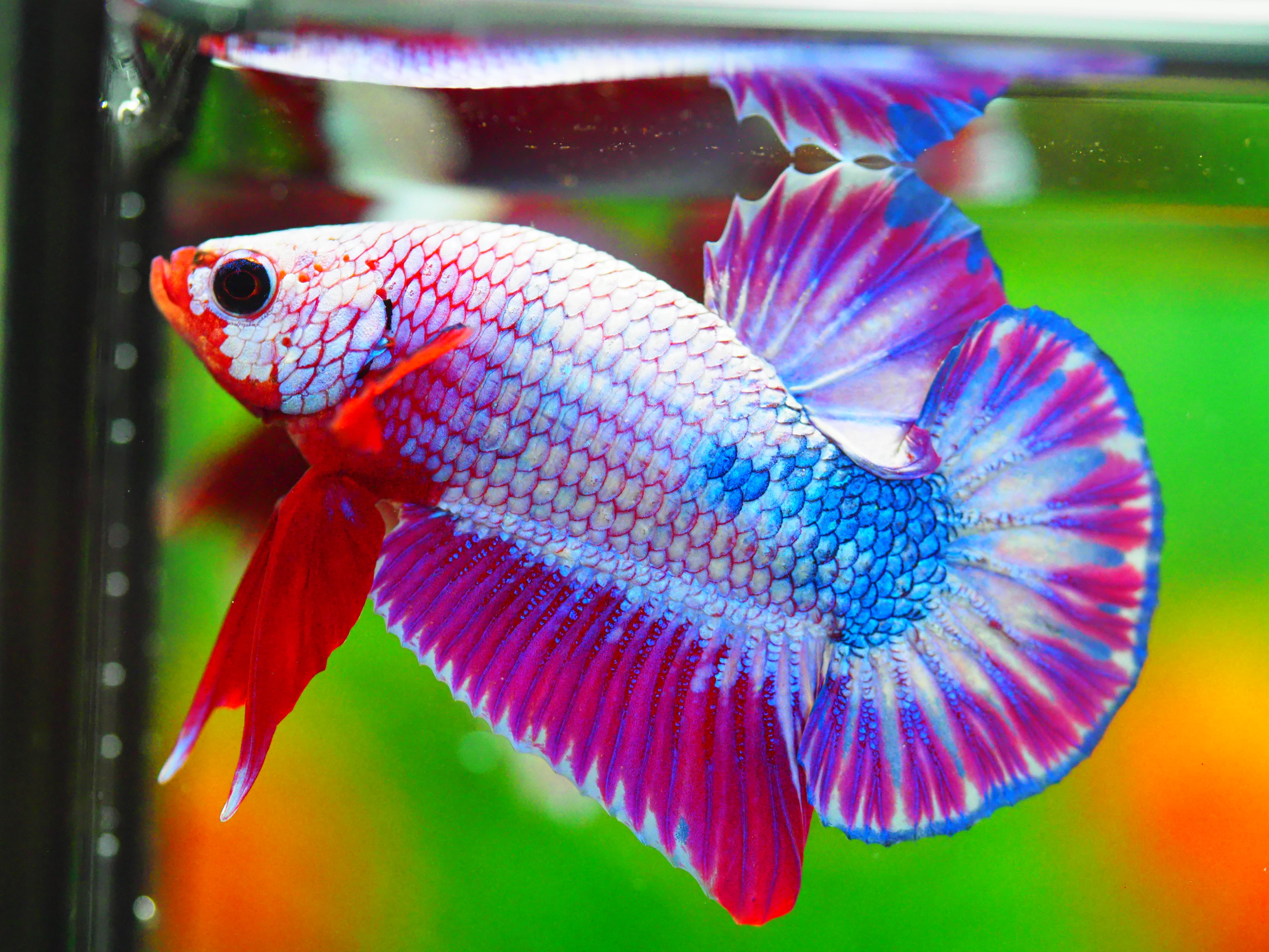 HMPK FANCY MALE GRADE A +++