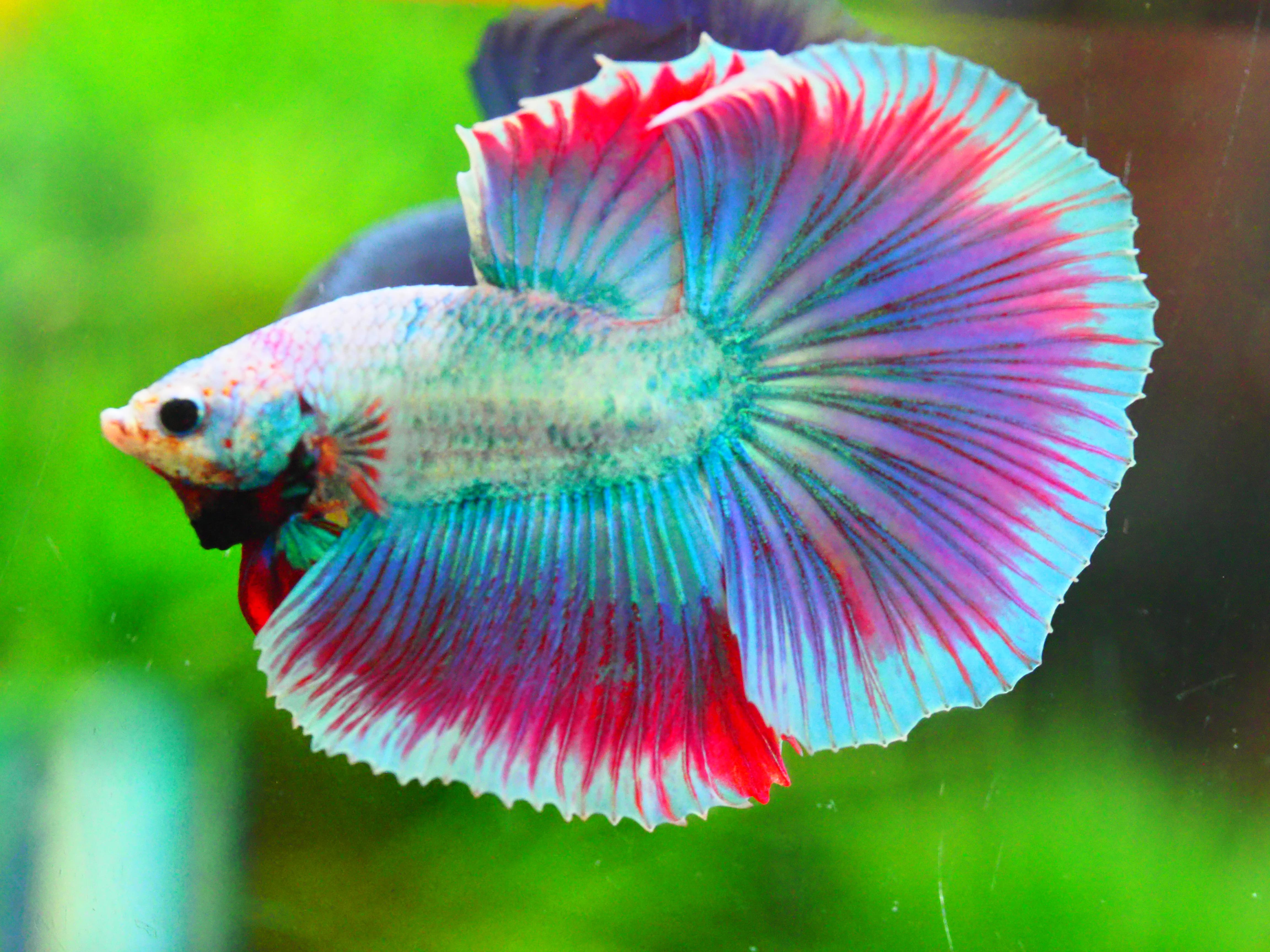 HM FANCY MALE GRADE A +++