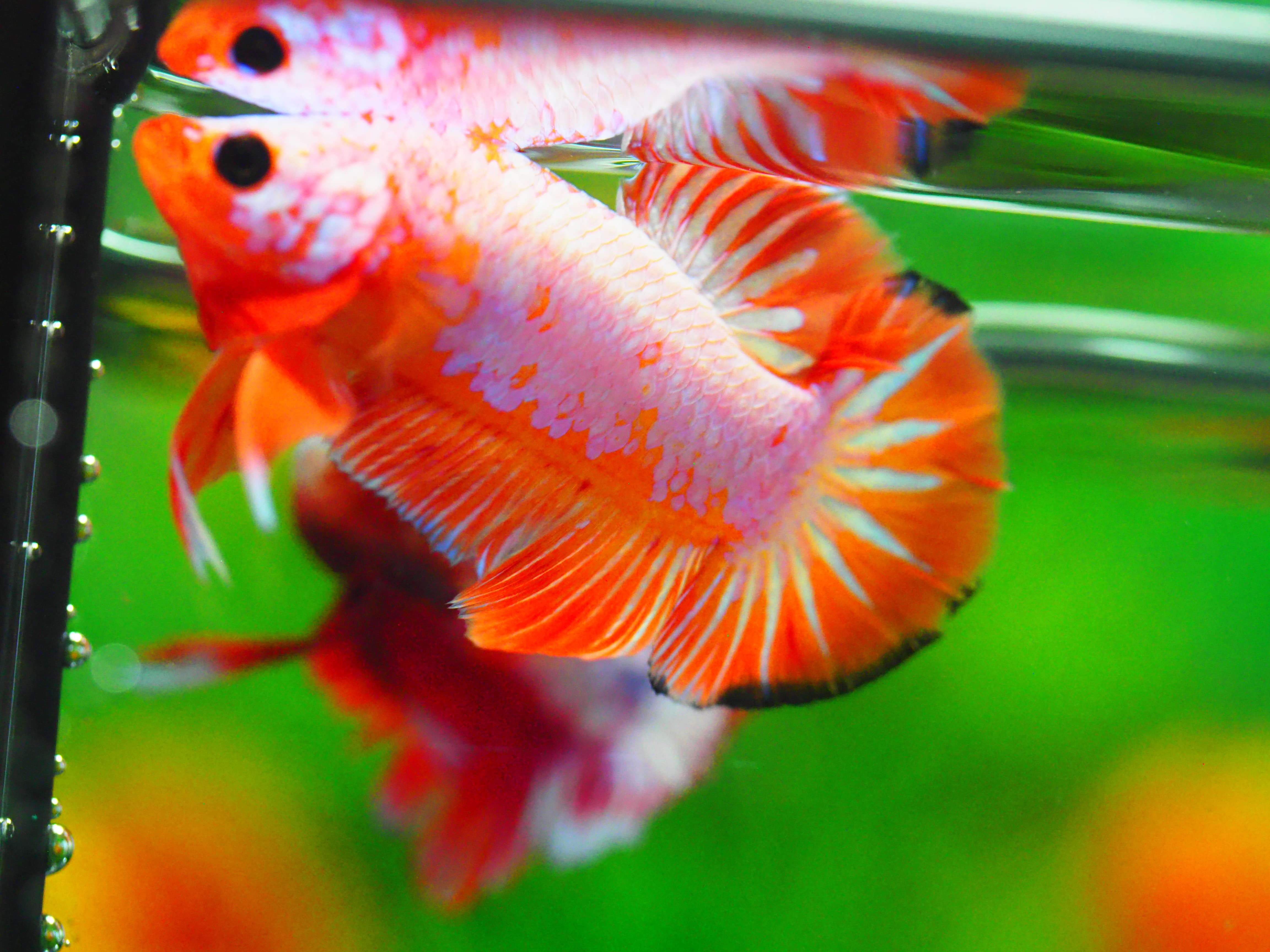 HMPK FANCY MALE GRADE A +++