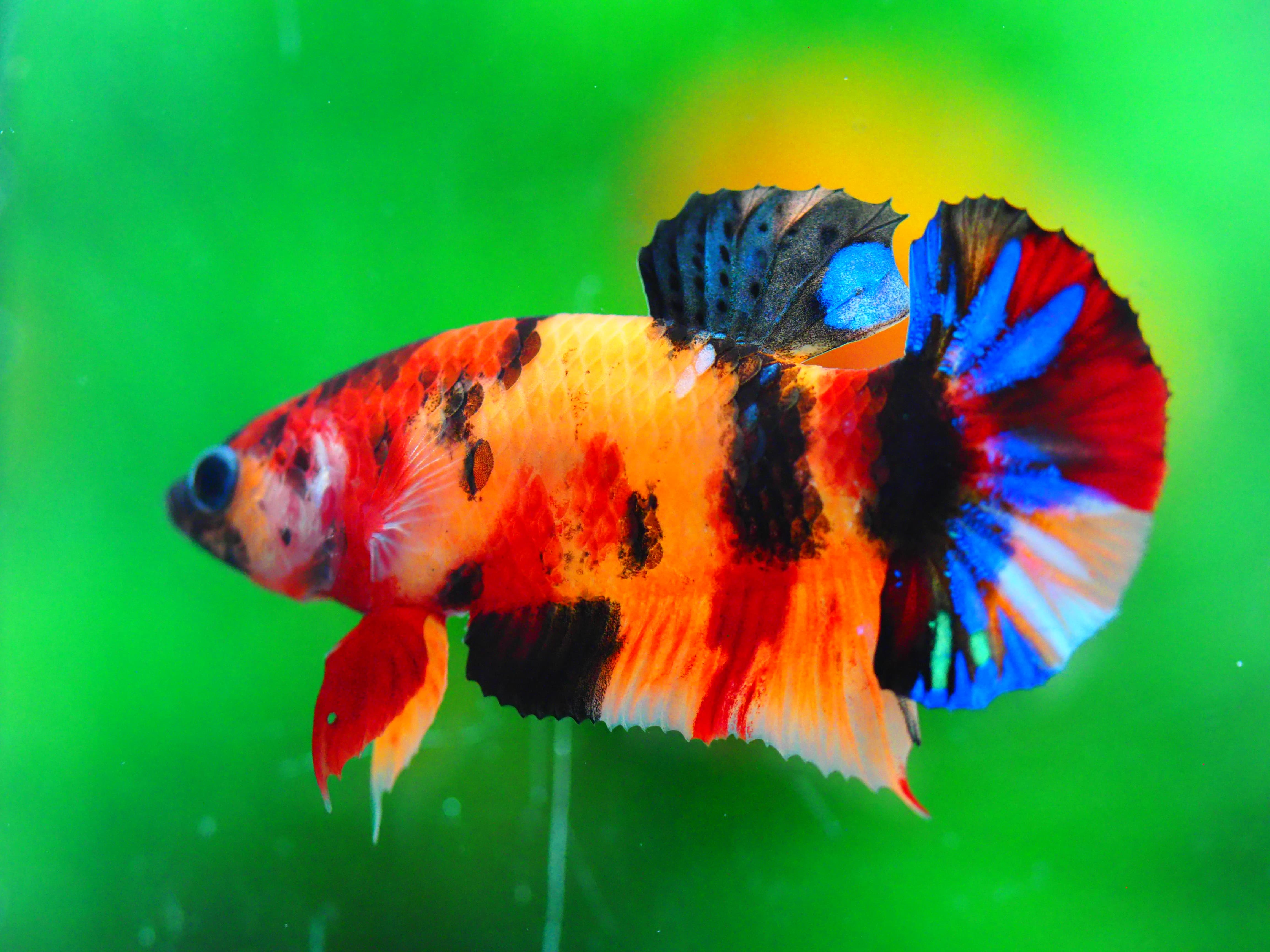 HMPK NEMO GALAXY MALE GRADE A +++