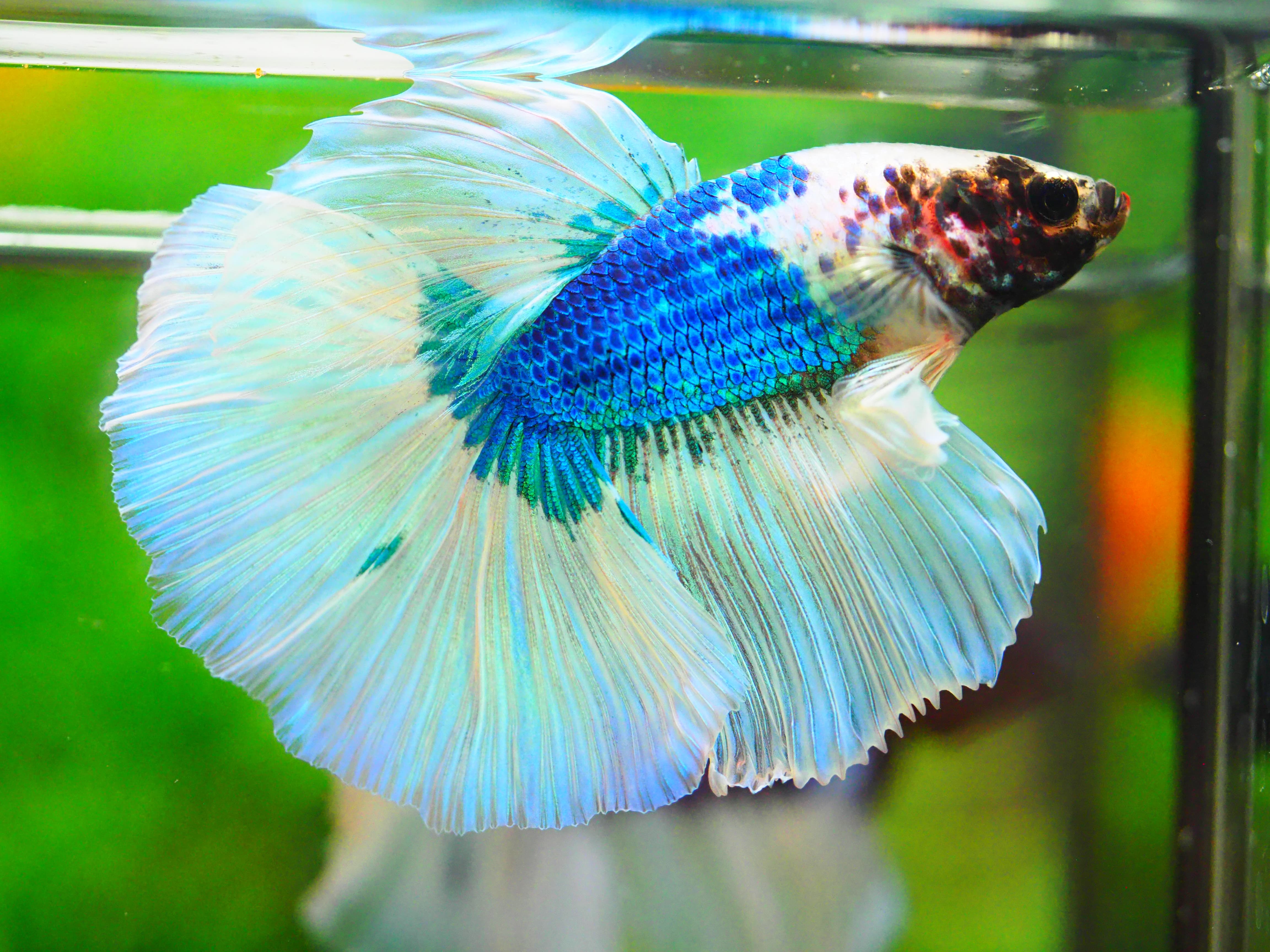 HM FANCY MALE GRADE A +++