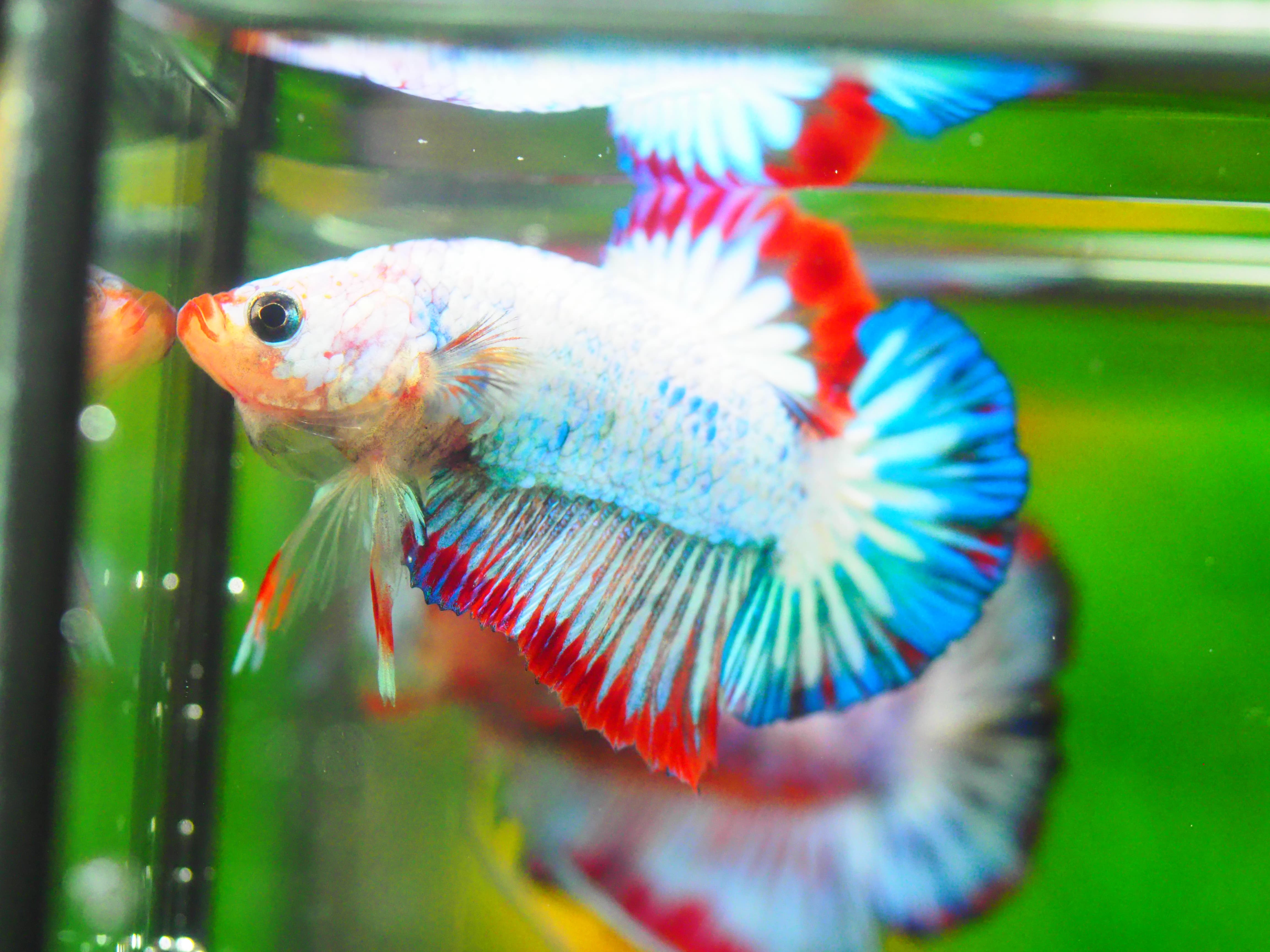 HMPK FANCY MALE GRADE A +++