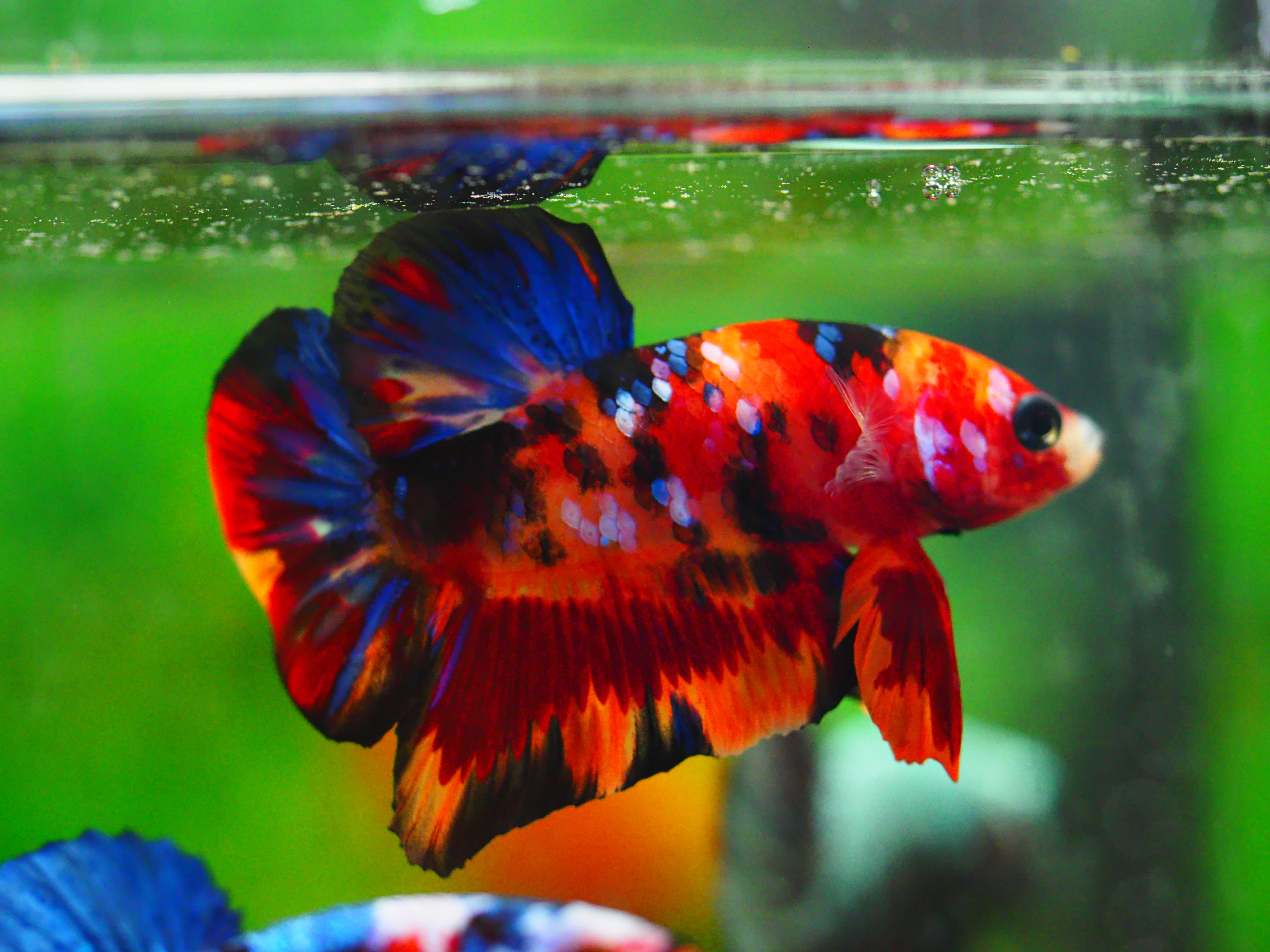 HMPK NEMO GALAXY MALE GRADE A +++