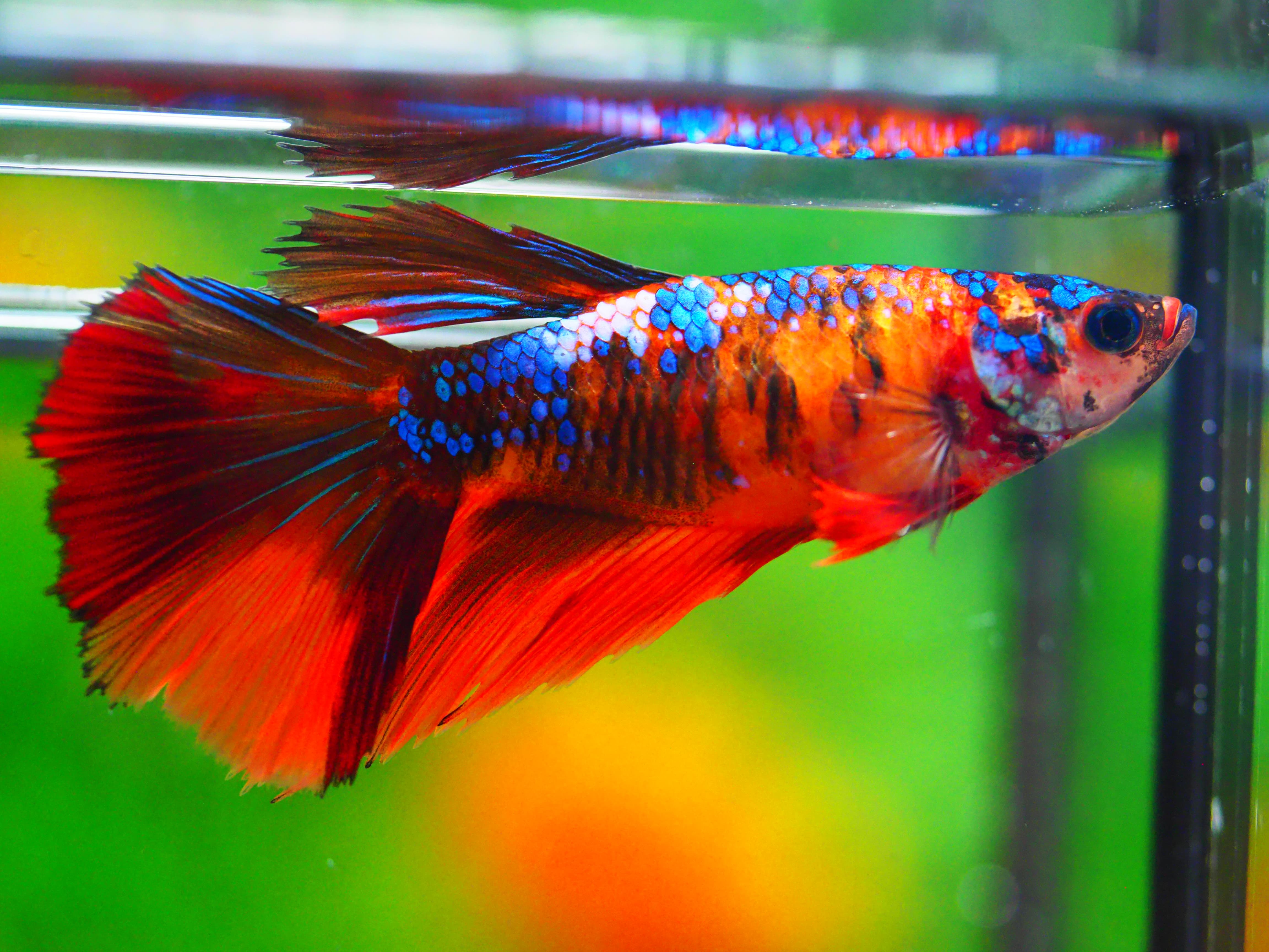 HM NEMO GALAXY FNMALE GRADE A +++