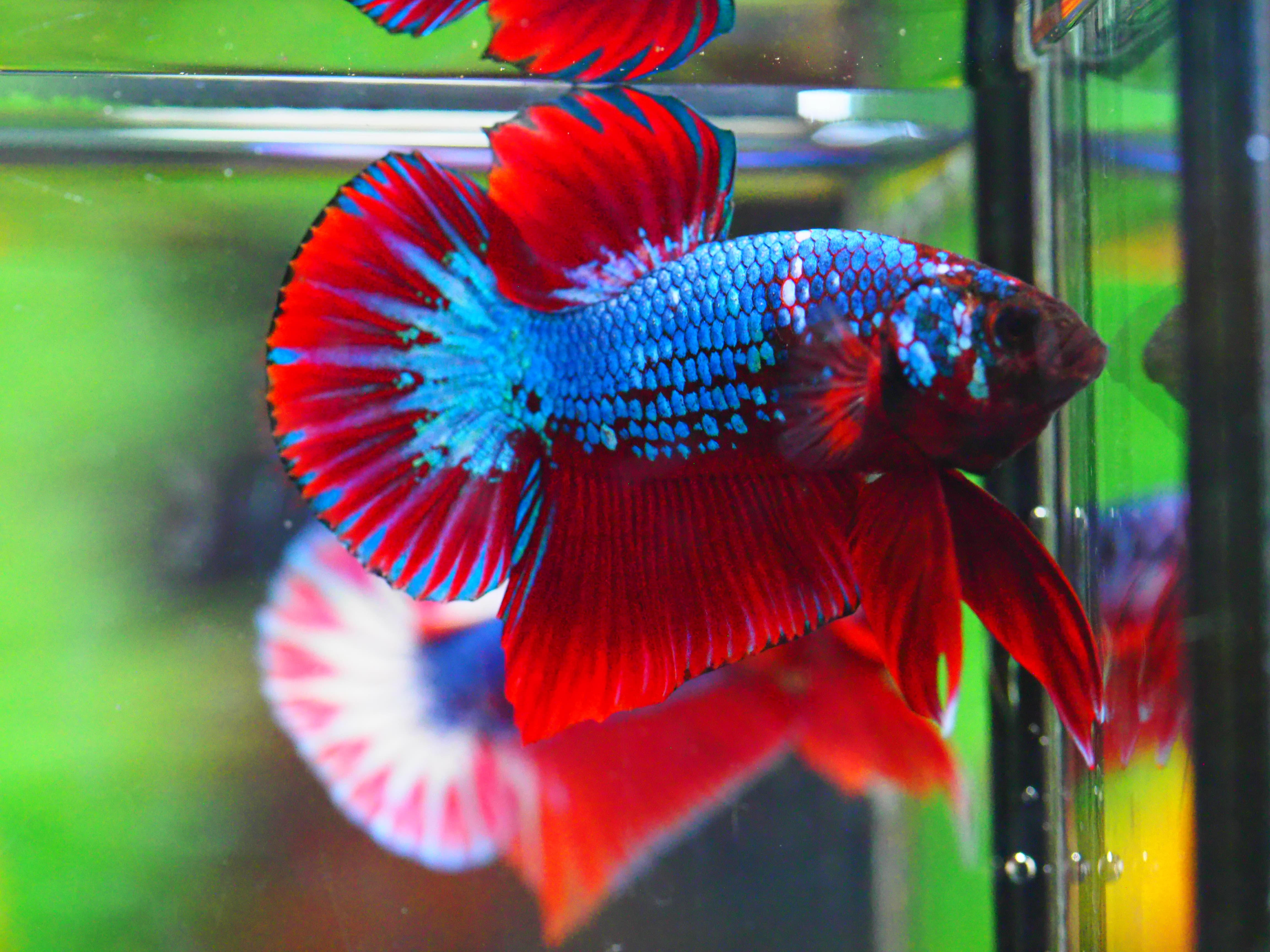 HMPK FANCY MALE GRADE A +++