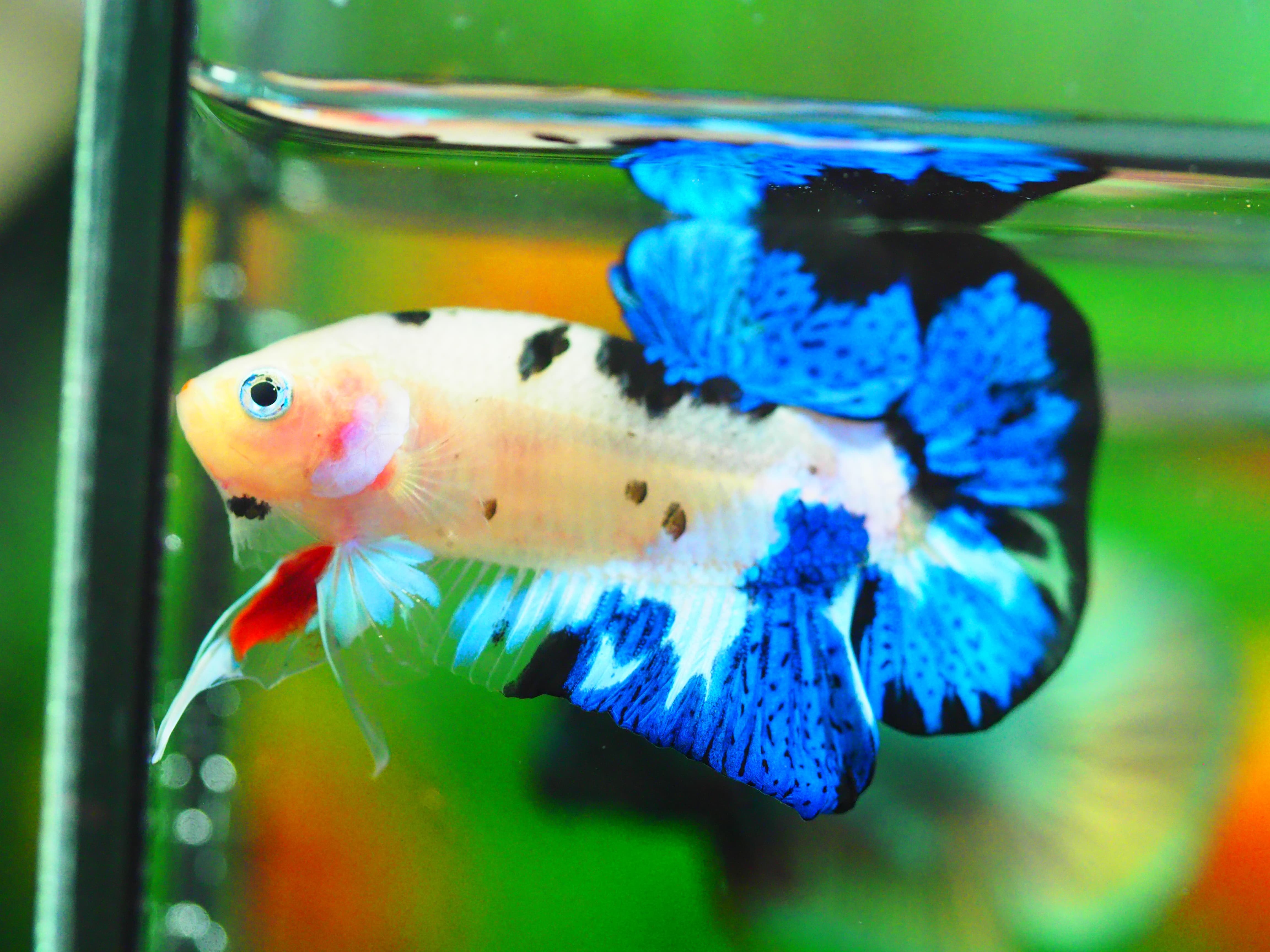 HMPK KOI GALAXY MALE GRADE A +++