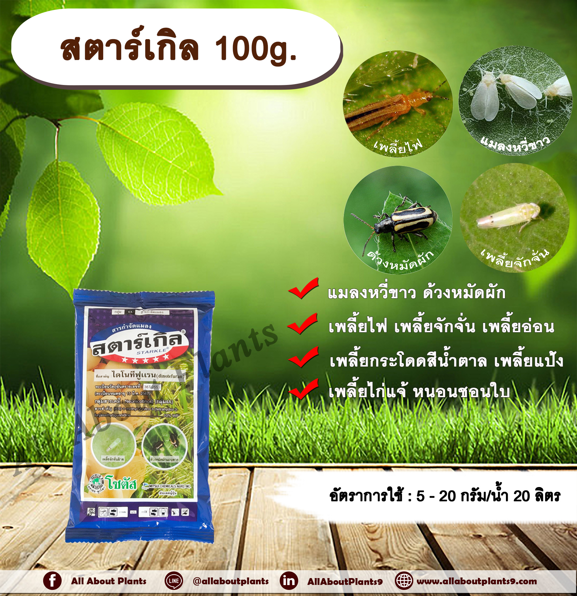 สตาร์เกิล 100g. ไดโนทีฟูแรน สารกำจัดแมลง เพลี้ย แมลง หนอน เพลี้ยไฟ เพลี้ยกระโดด ด้วงหมัดผัก แมลงหวี่ขาว เพลี้ยอ่อน เพลี้ยแป้ง เพลี้ยจักจั่น เพลี้ยไก่แจ้ หนอนชอนใบ ดูดซึม โซตัส allaboutplants ชิ้น