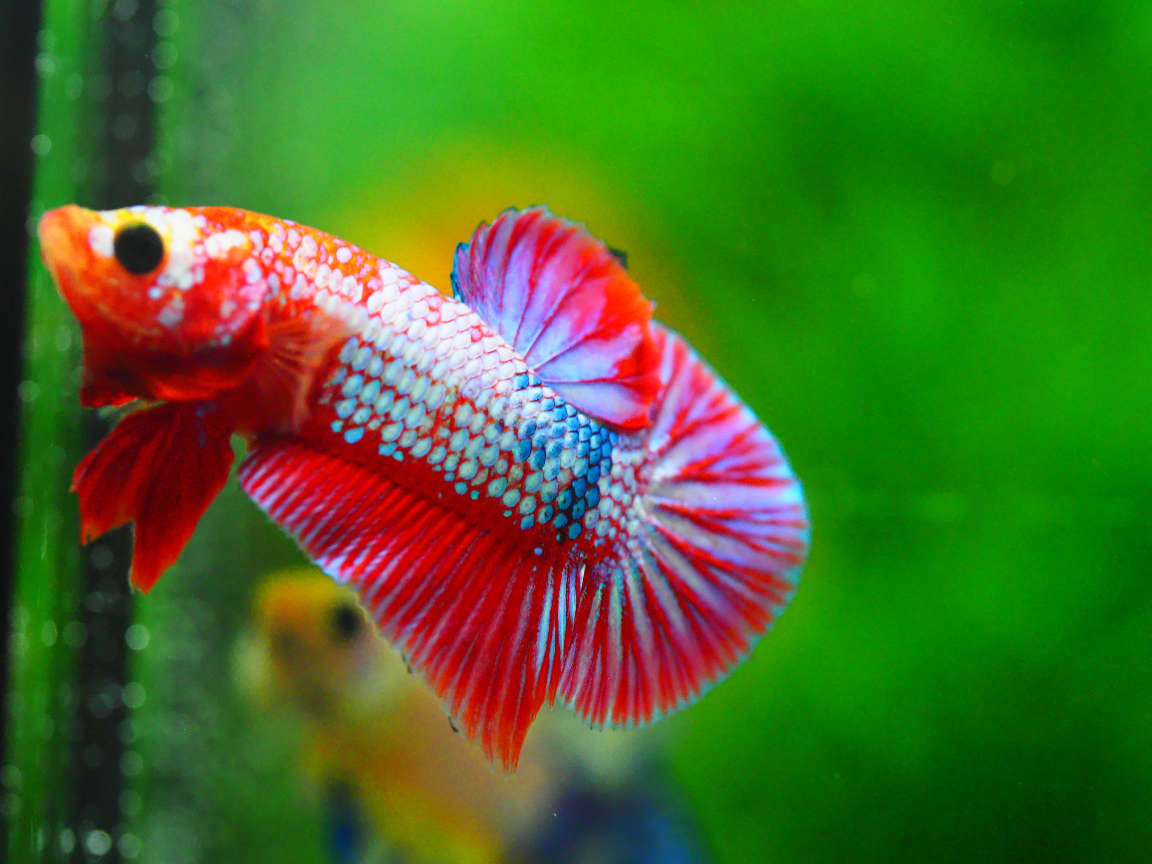 HMPK FANCY MALE GRADE A +++