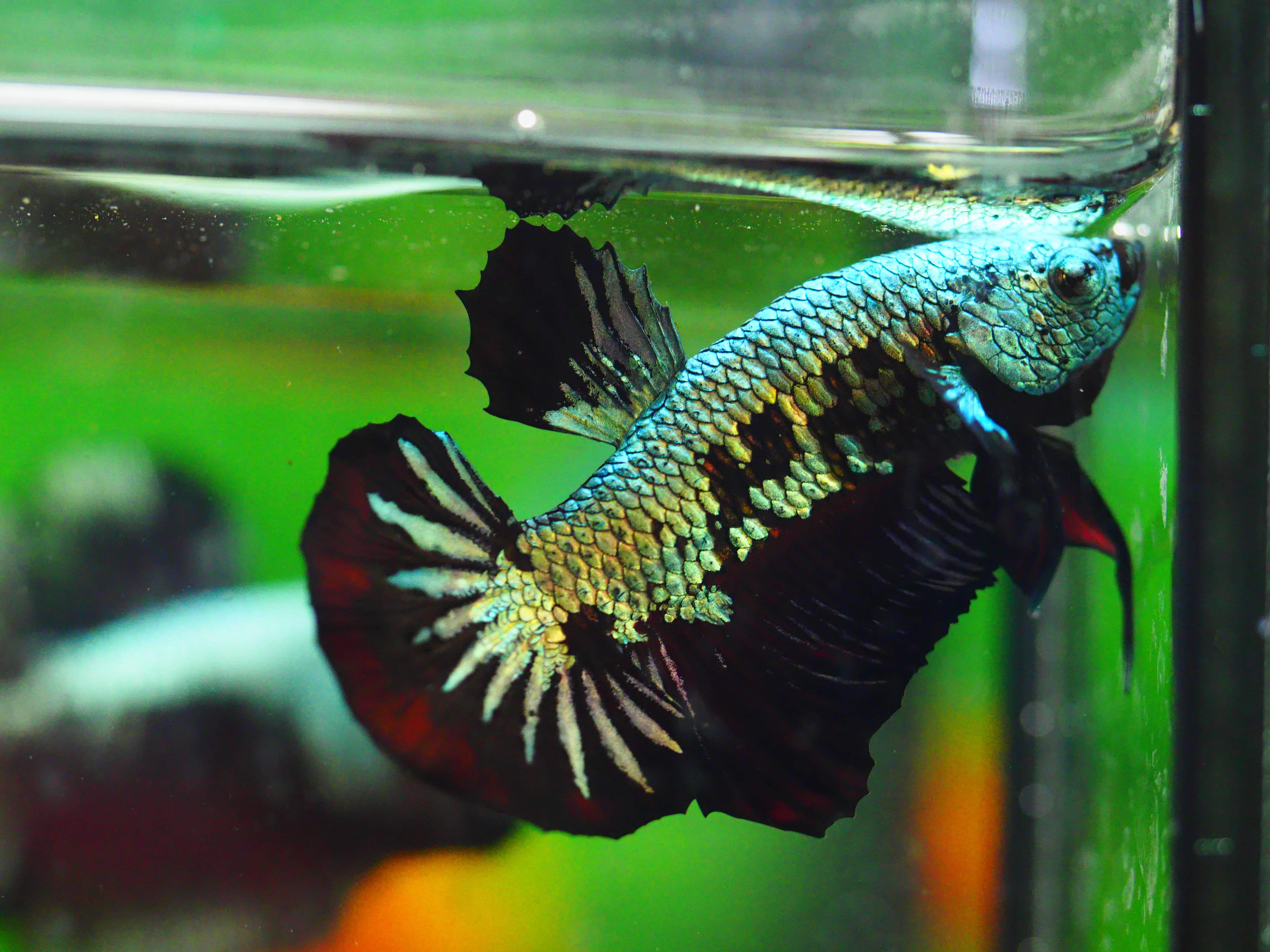 HMPK BLACK DRAGON MALE