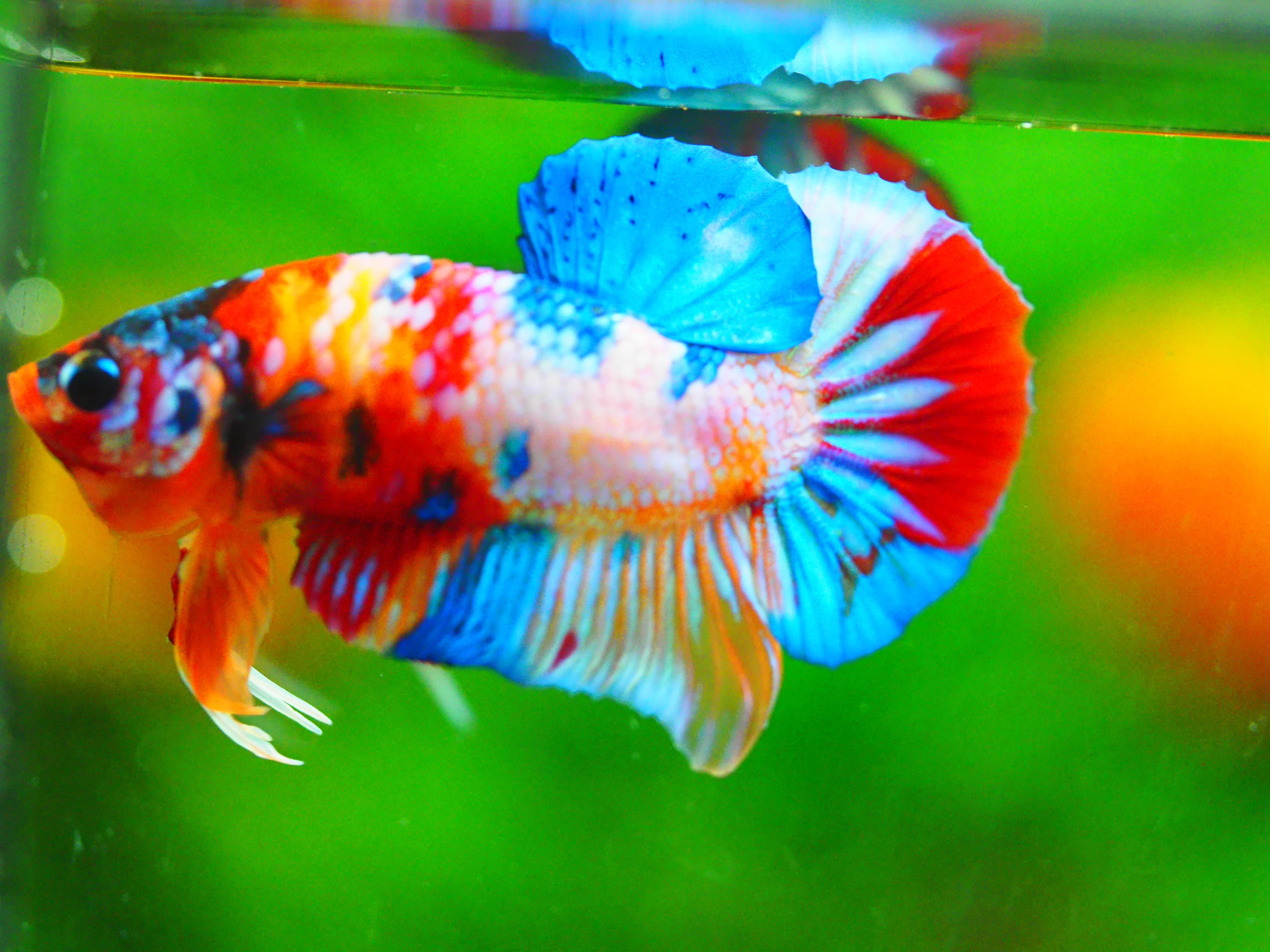 HMPK CANDY MALE GRADE A +++