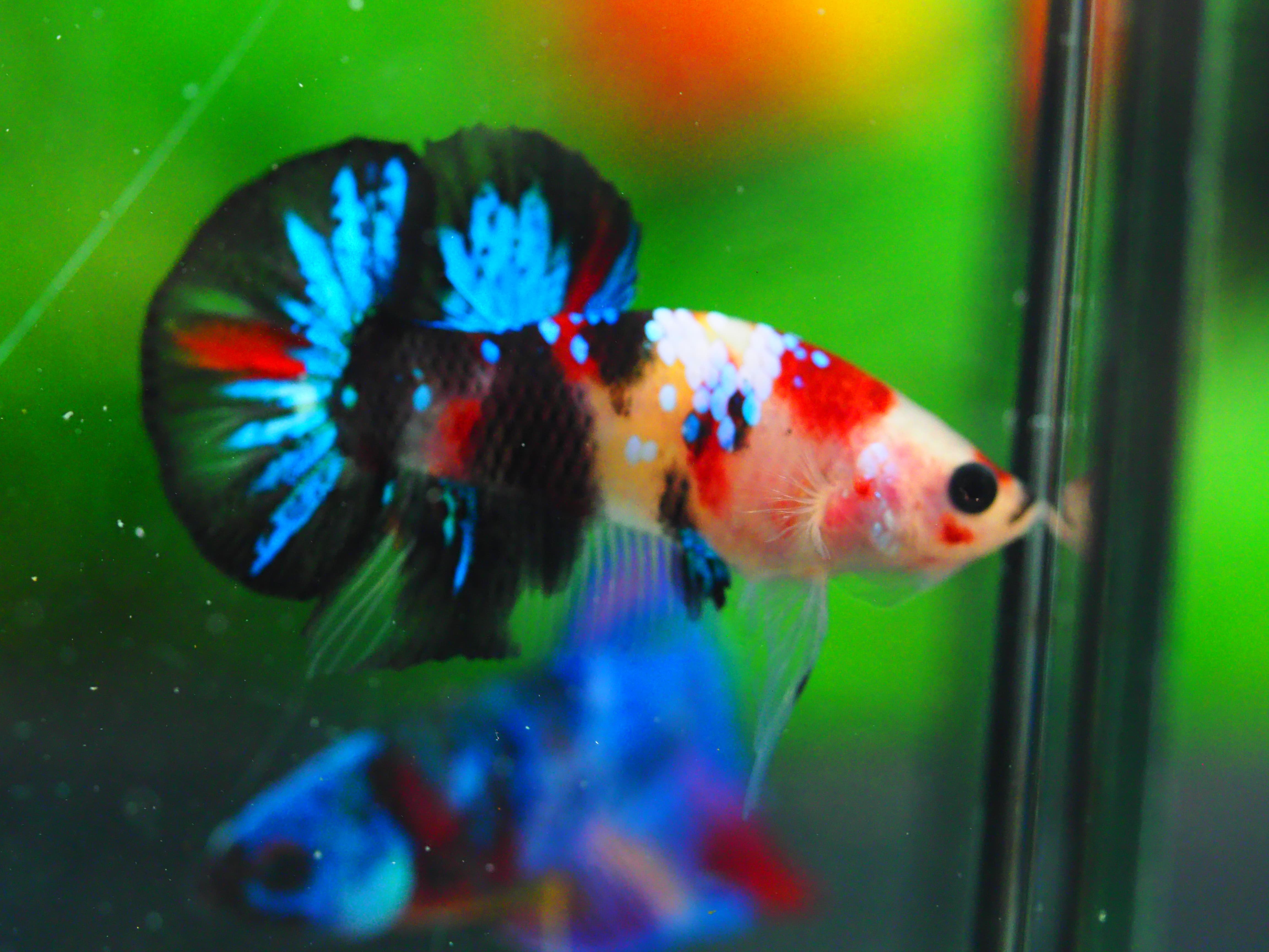 HMPK KOI GALAXY MALE GRADE A +++เด็ก